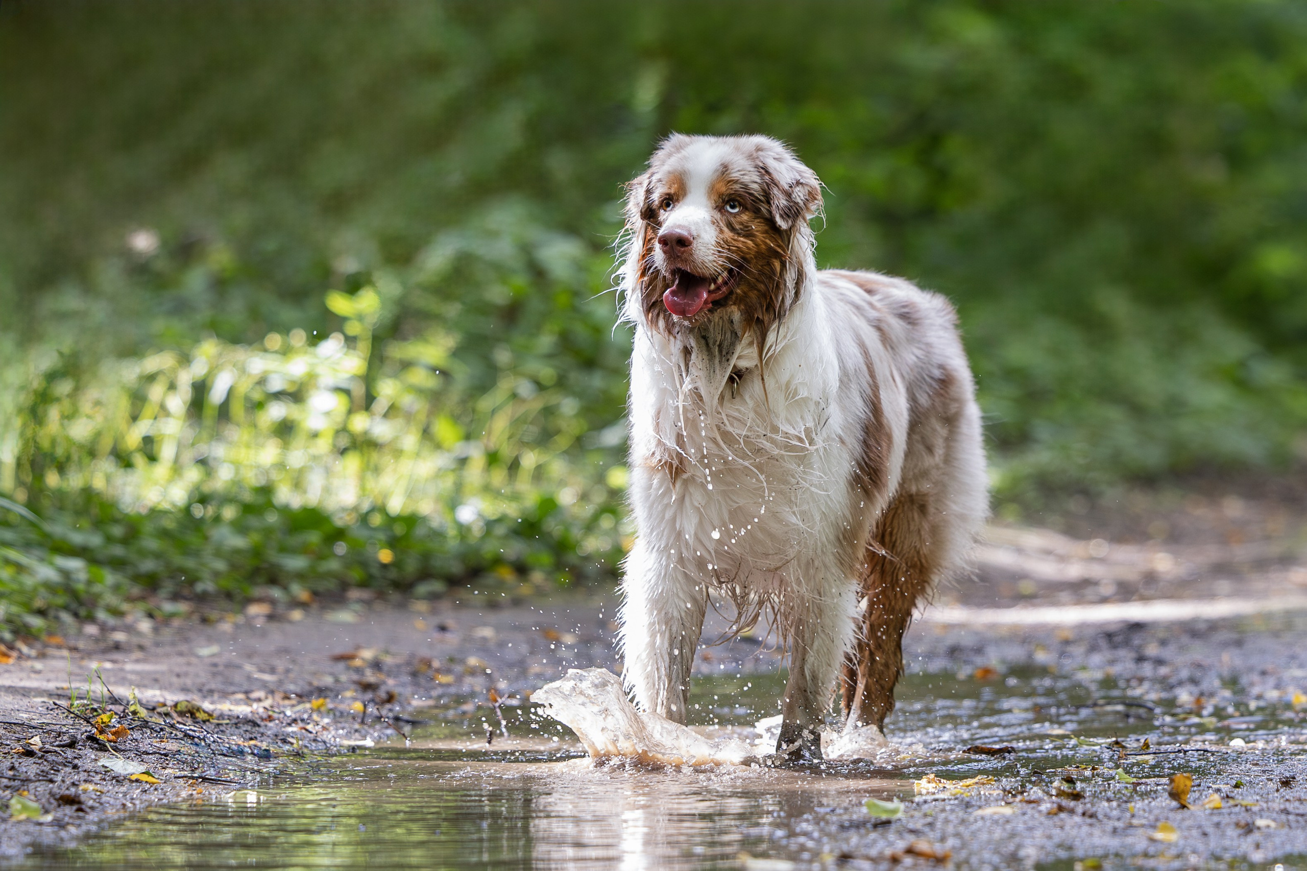 Макс и Сезам. Виктория Михайловская. Фотограф-анималист. Москва