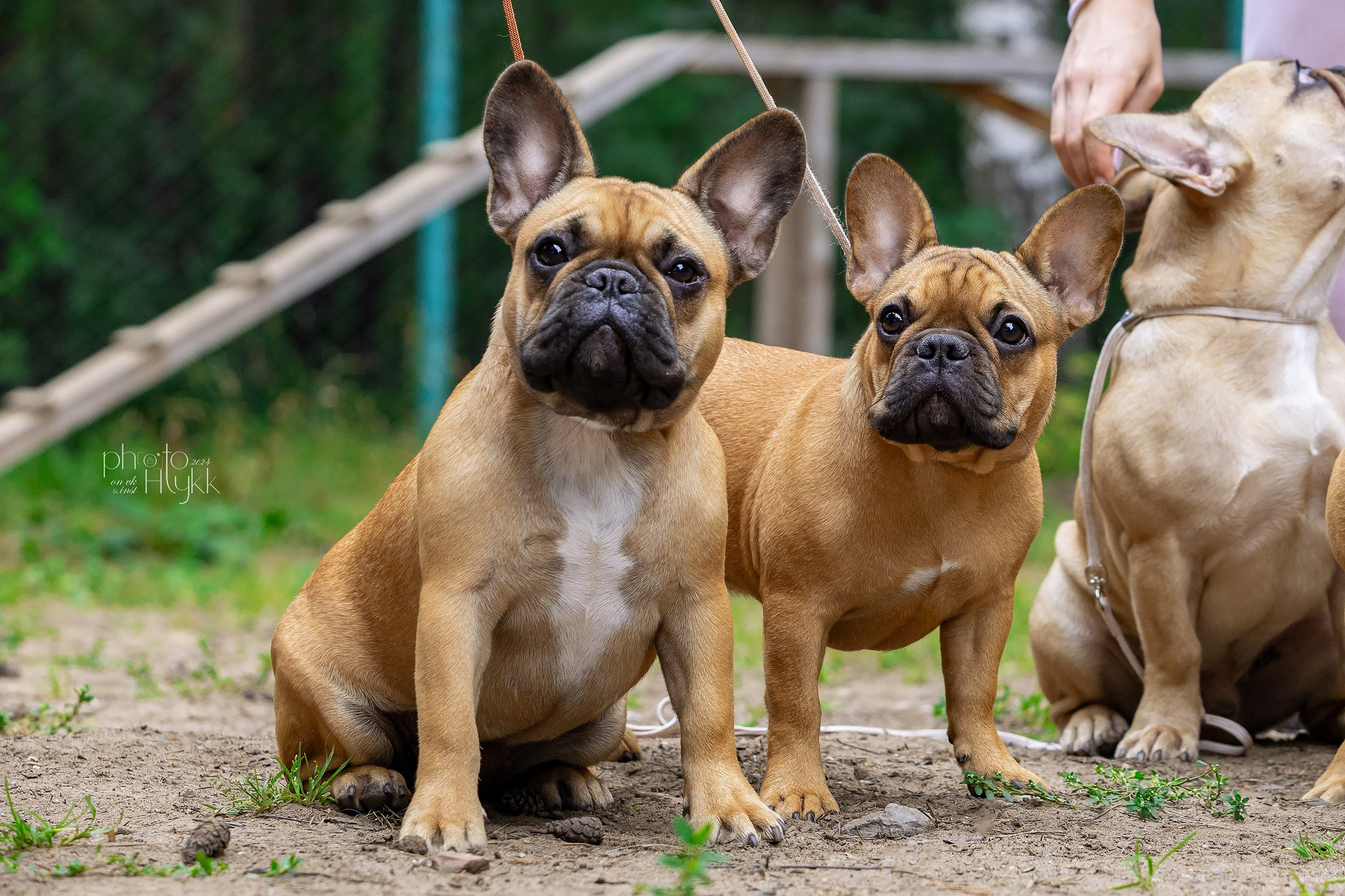 24 августа 2024, Выставка РКФ, г. Пермь. Htykk_photo