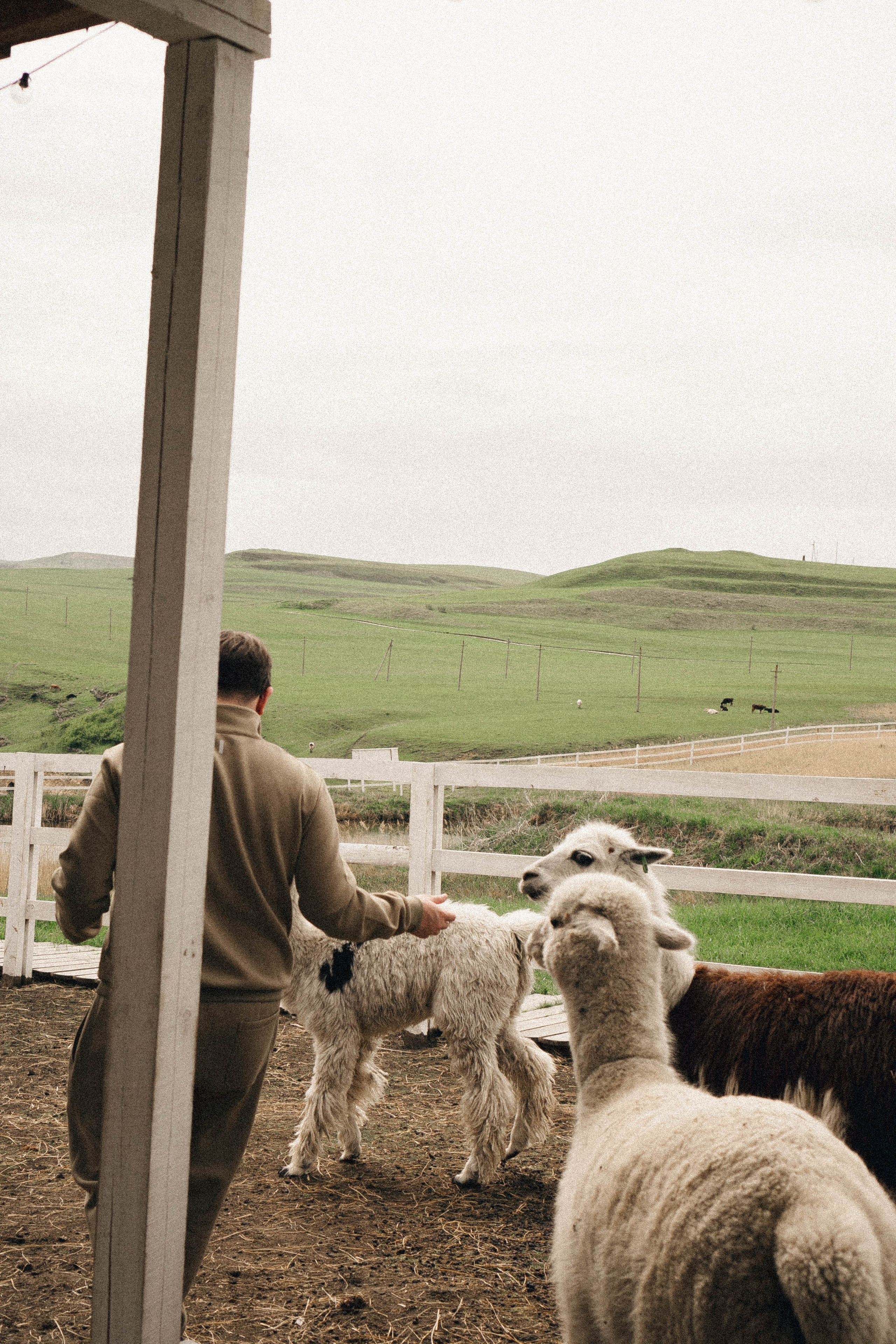 Ферма Альпак. Профессиональный фотограф, Санкт-Петербург — Виктория Богомолова