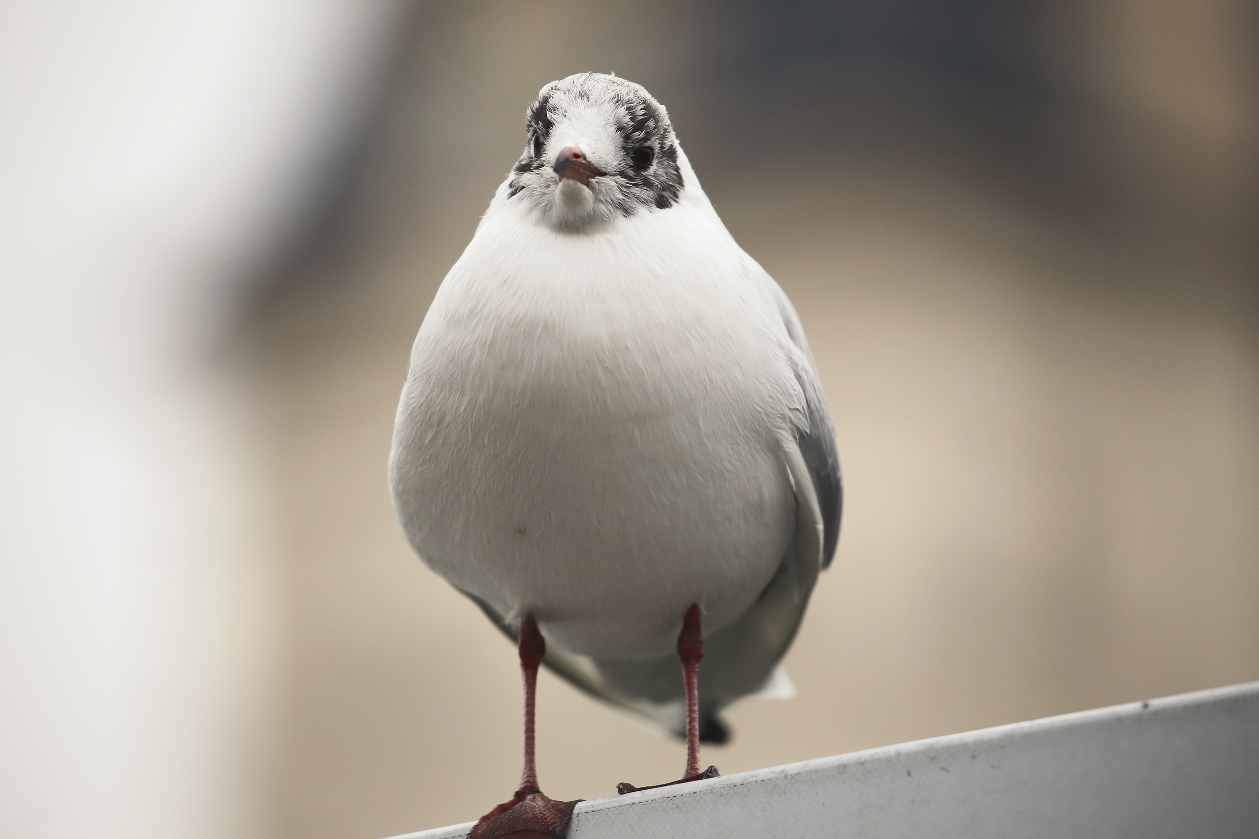 Моменты из жизни. Фотограф Василий Герасимов, Москва. Свадебная, репортажная фотосъемка