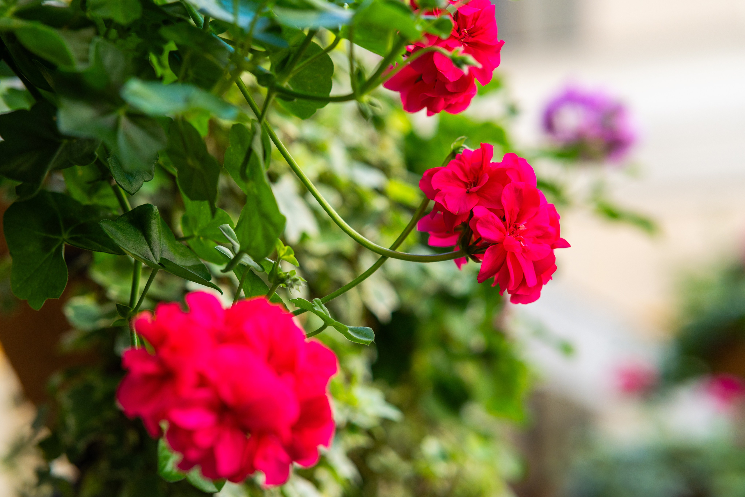 Интерьерная съёмка отеля «Мария» в Санкт-Петербурге