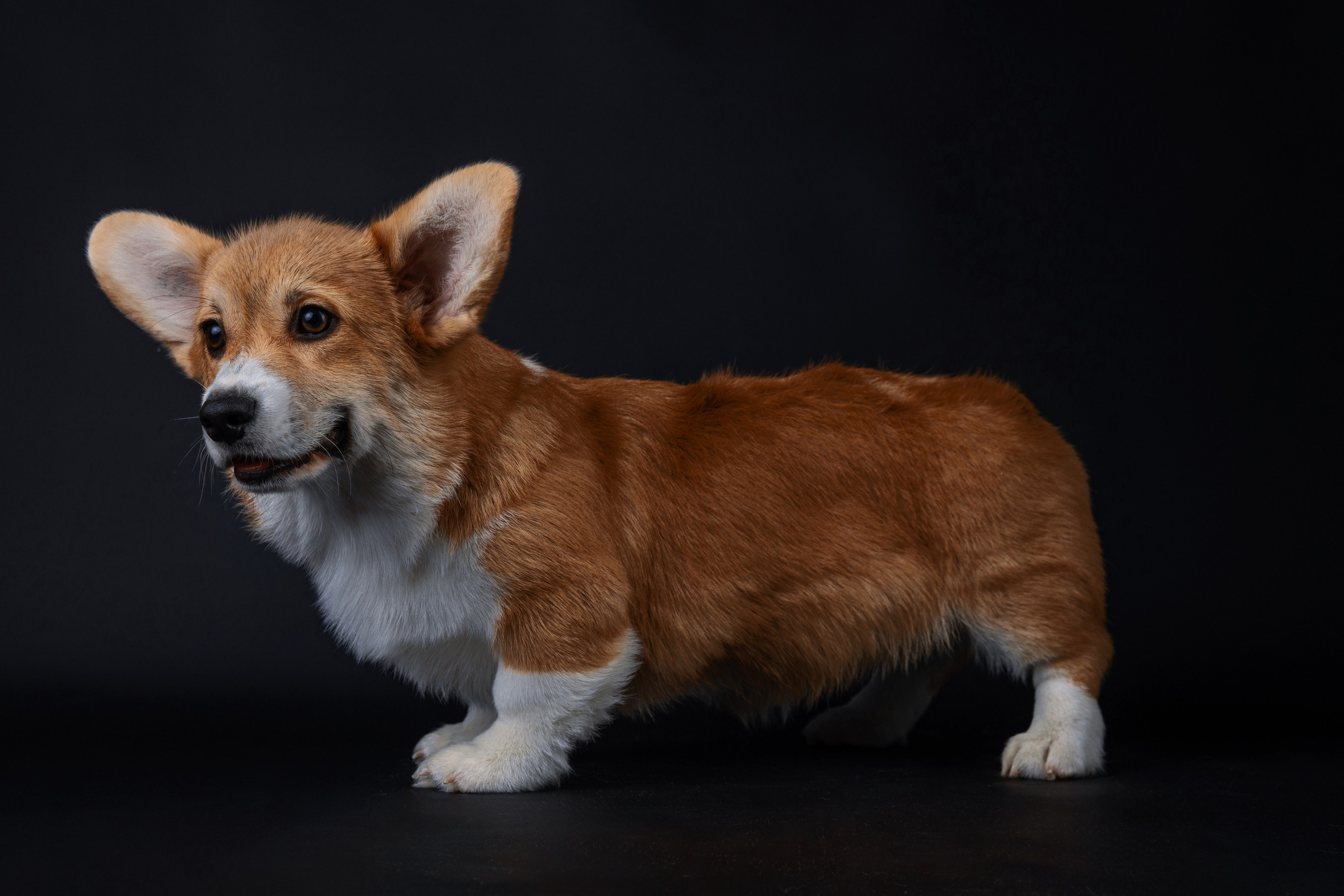 Фотографии собак и щенят. Фотограф Ирина Бобрешова. Коряжма