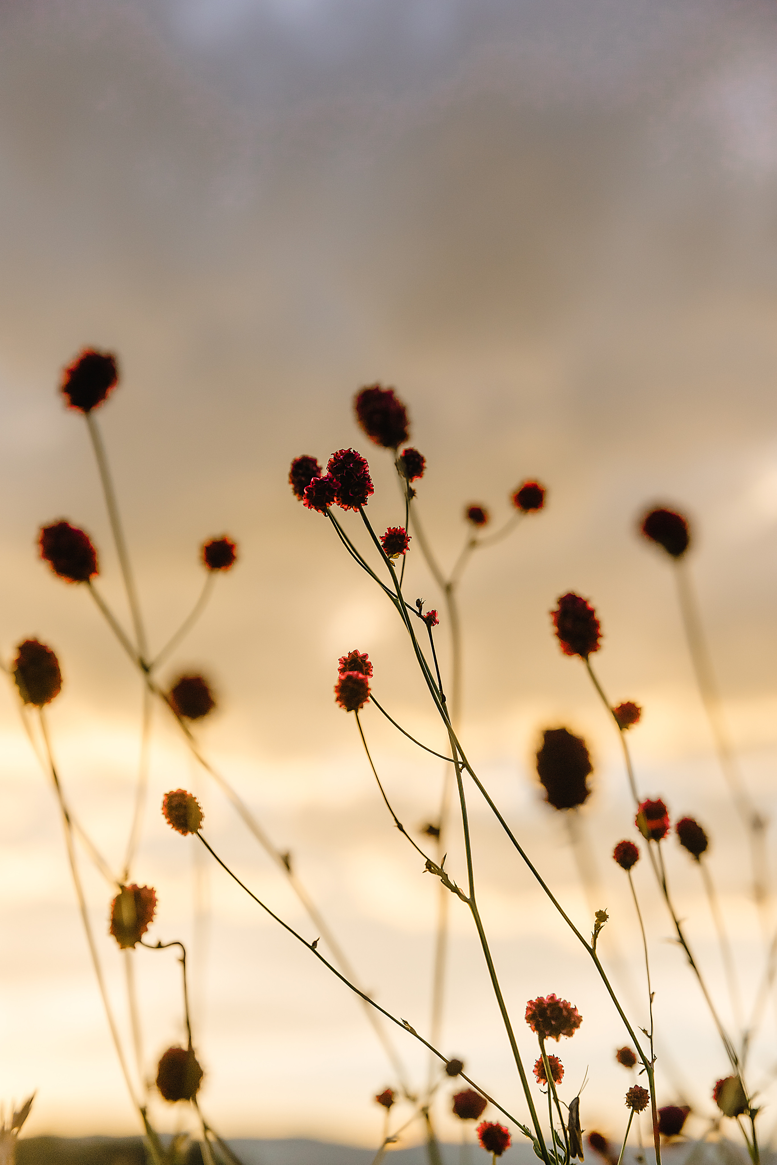 @gobi.ru. Фотограф и видеограф в Улан-Удэ: Аюна Габагуева и Артём Шаханов