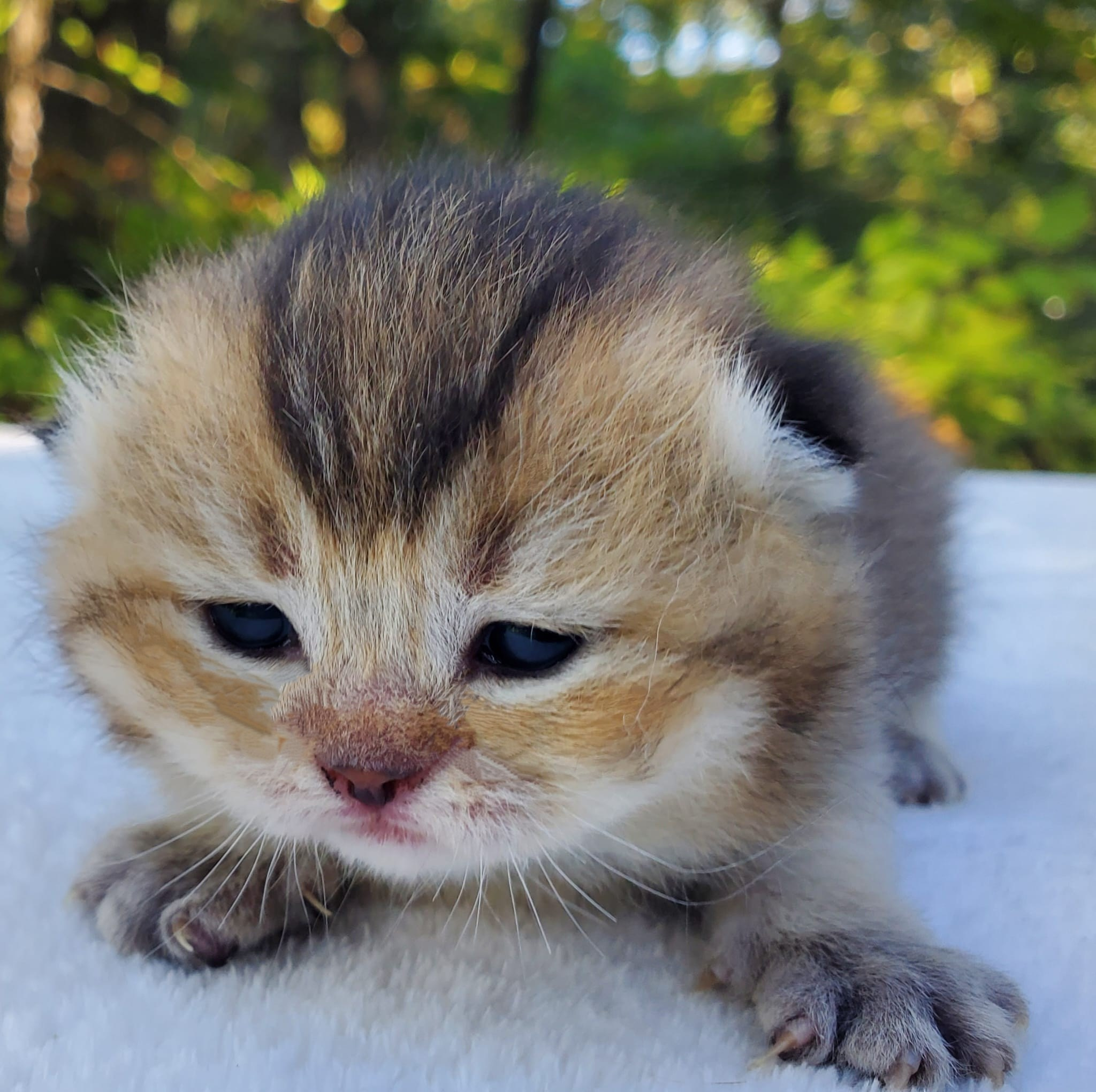 Smokey, DB-08.25.25, female, $1500. British shorhair Cats