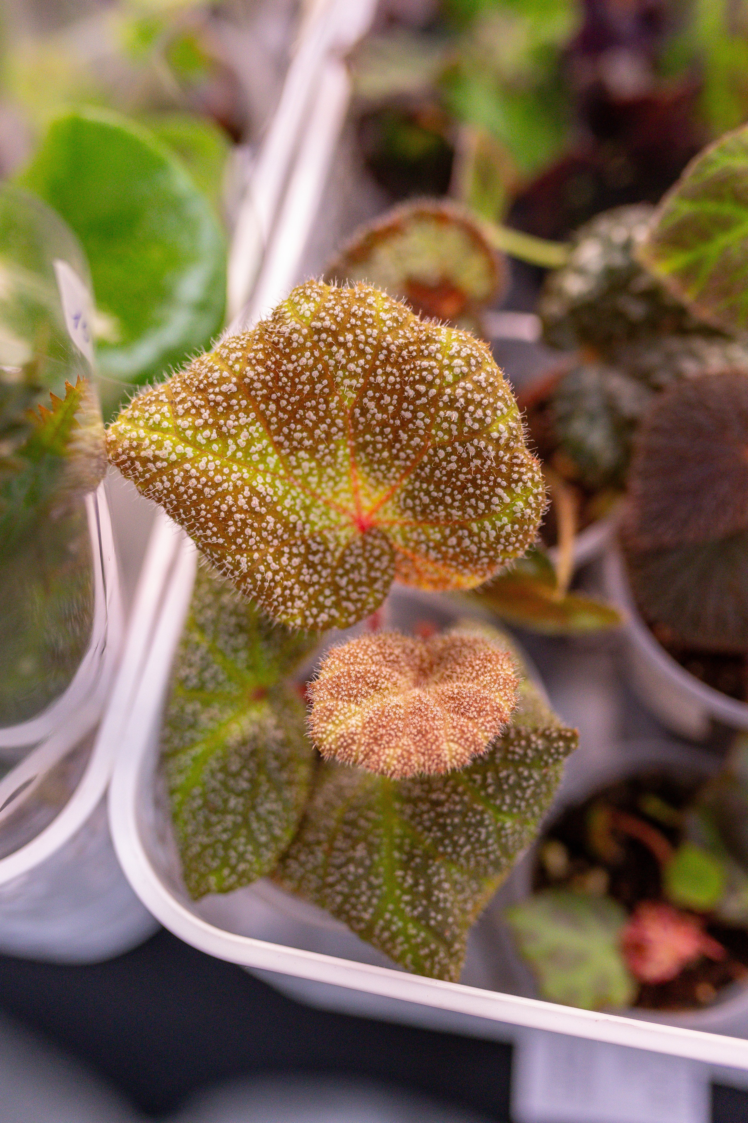 Монстериум 11–12 октября. Александра Куликова фотограф, Москва