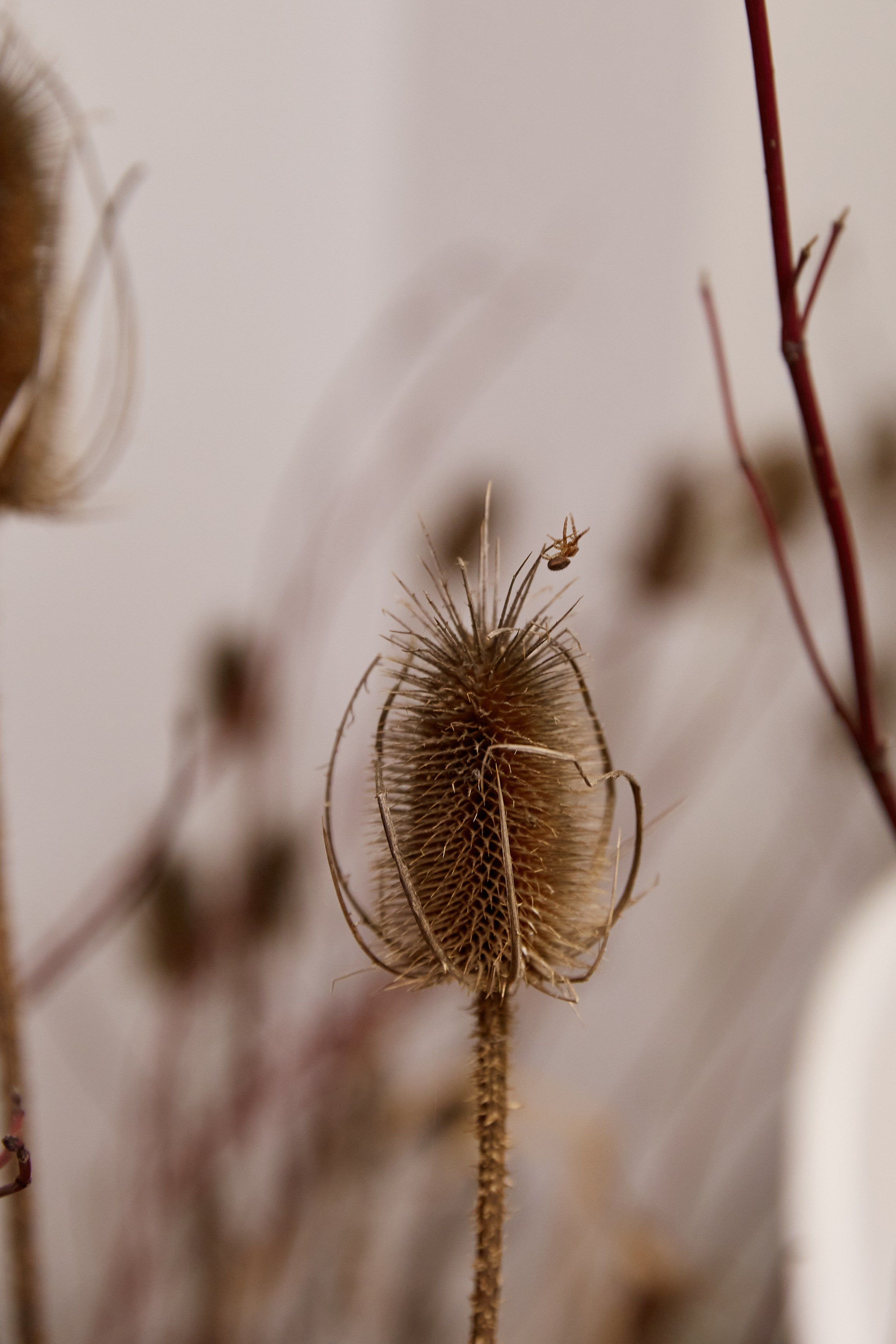 Лера & Вова. Оформление свадеб, декор свадеб Вера Маркова, Москва