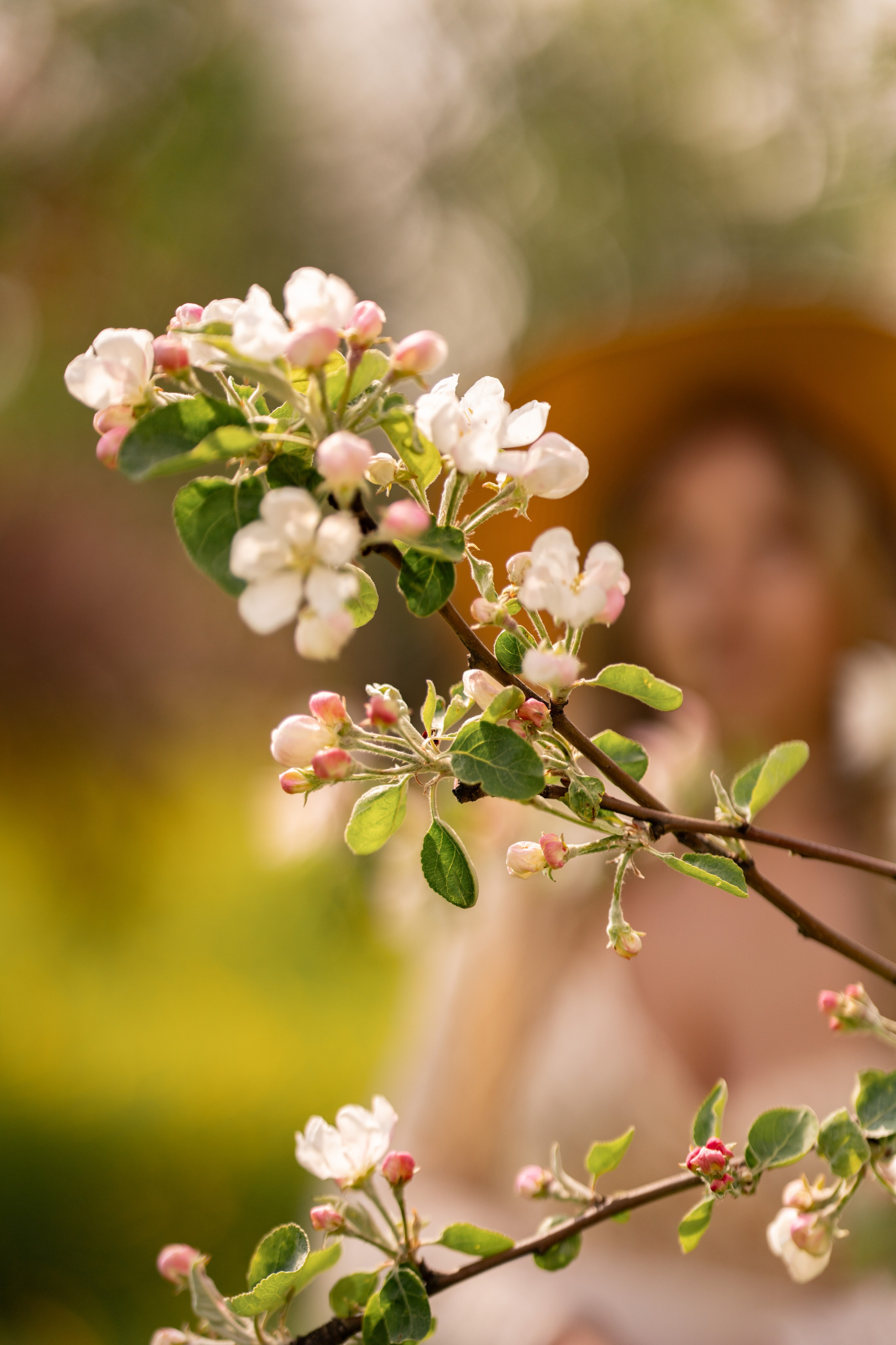 Весенняя сказка Марии в цветущем саду. Семейный и портретный фотограф в Санкт-Петербурге Татьяна Гримоть