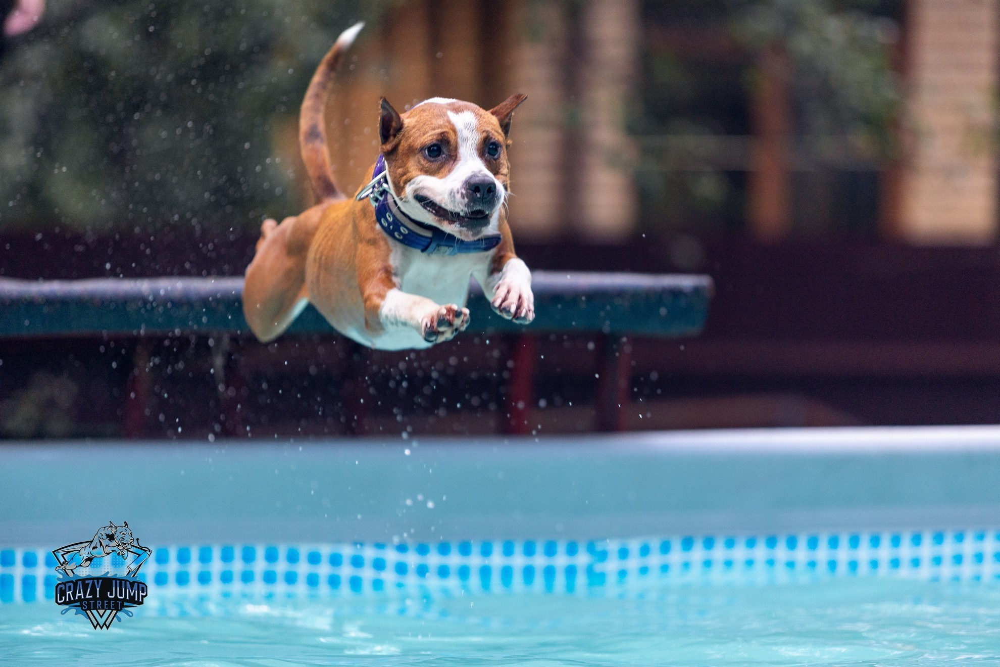 Собаки, спорт, Док дайвинг. Свадебный и репортажный фотограф в Москве и Московской области