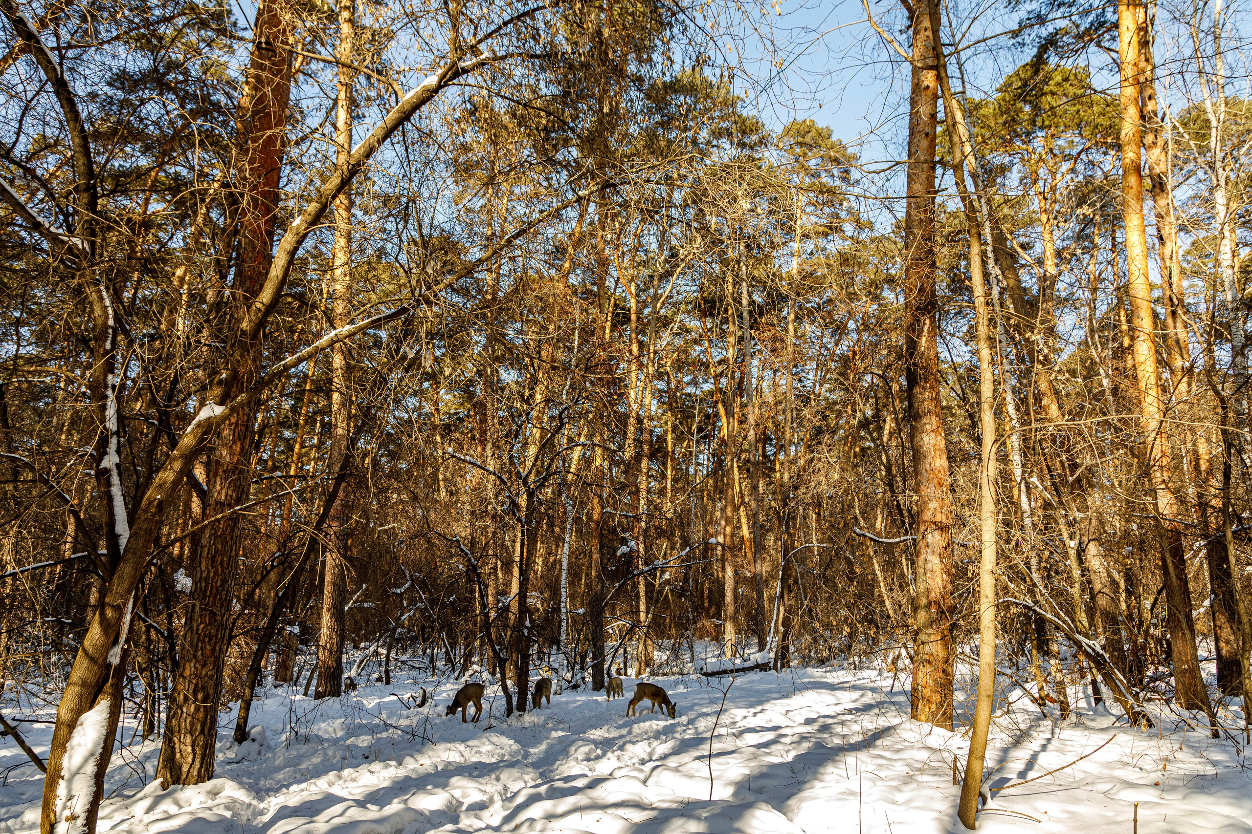 Косули. Фотограф Андрей Гузеев