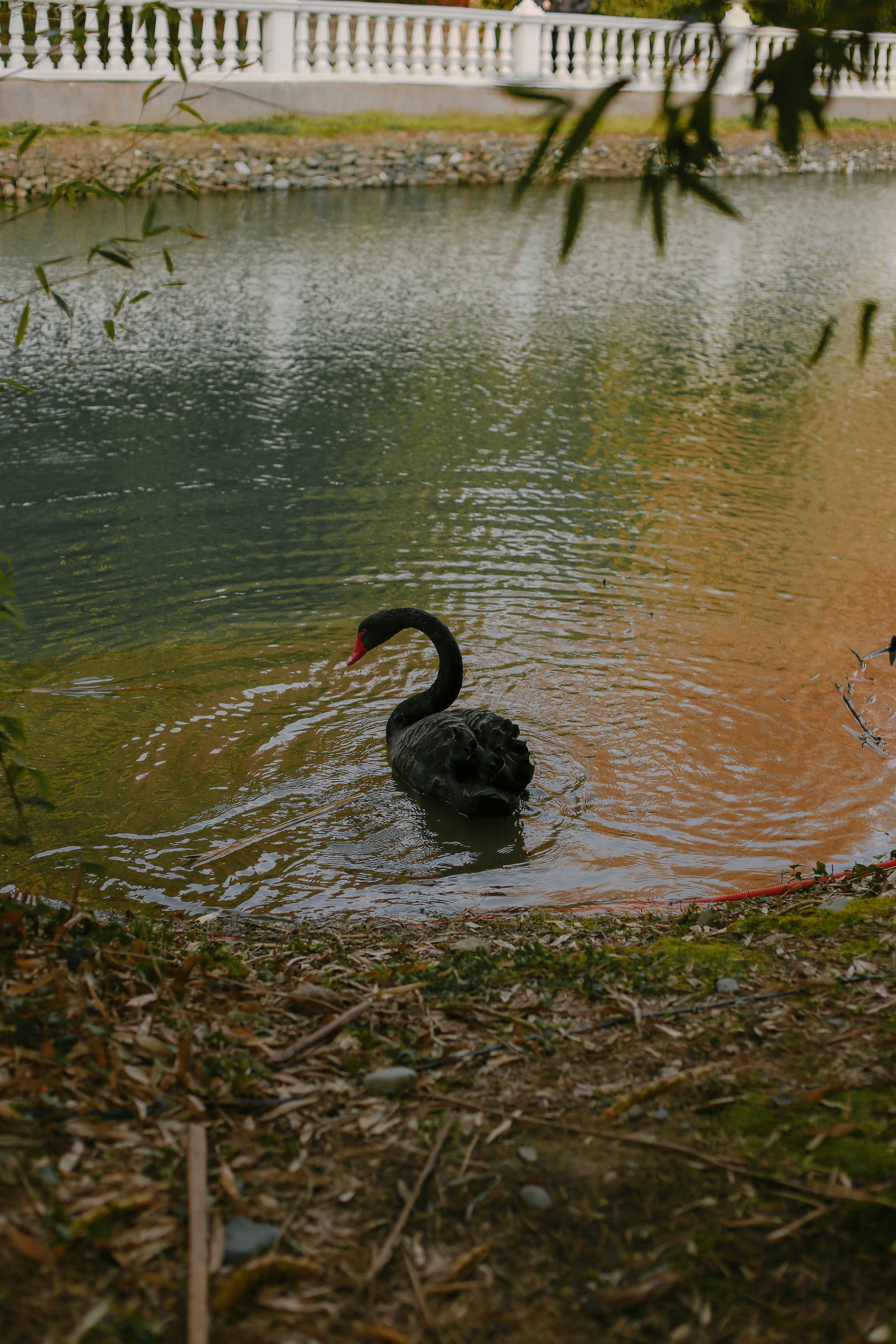 Дендрологический парк «Южные культуры». Милана Довгаль - семейный фотограф и видеограф  в Адлере и Сочи