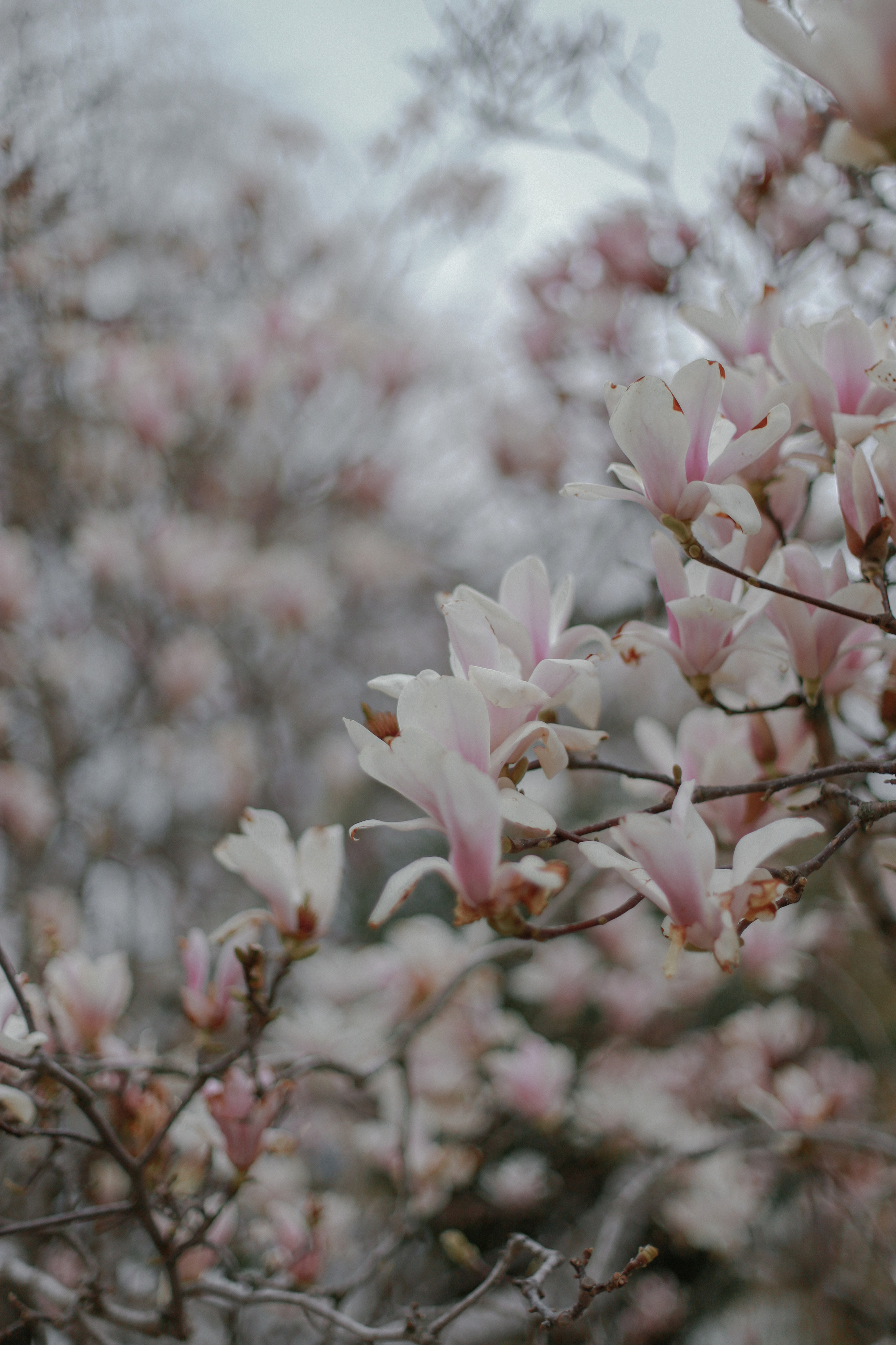 Дендрологический парк «Южные культуры». Милана Довгаль - семейный фотограф и видеограф  в Адлере и Сочи
