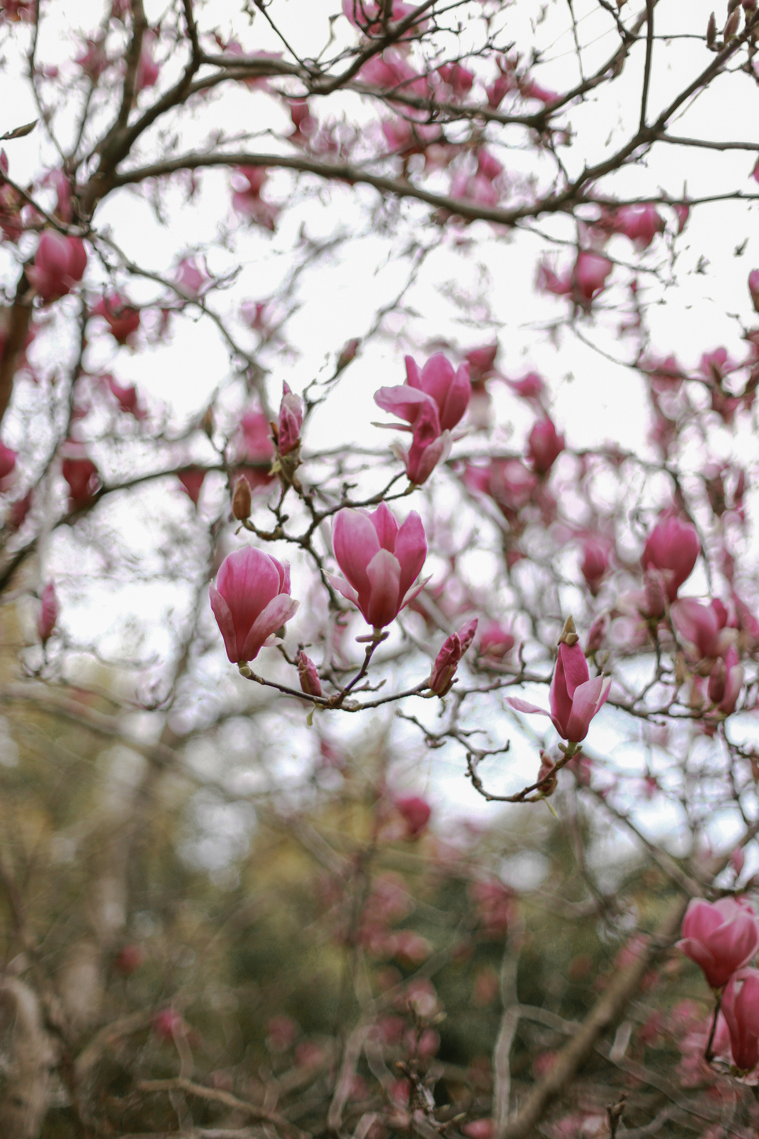 Дендрологический парк «Южные культуры». Милана Довгаль - семейный фотограф и видеограф  в Адлере и Сочи