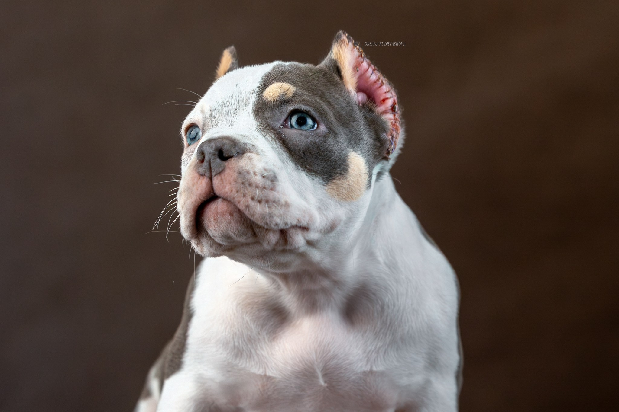 Американский булли!. Фотограф 📸 анималист, предметный, репортажный