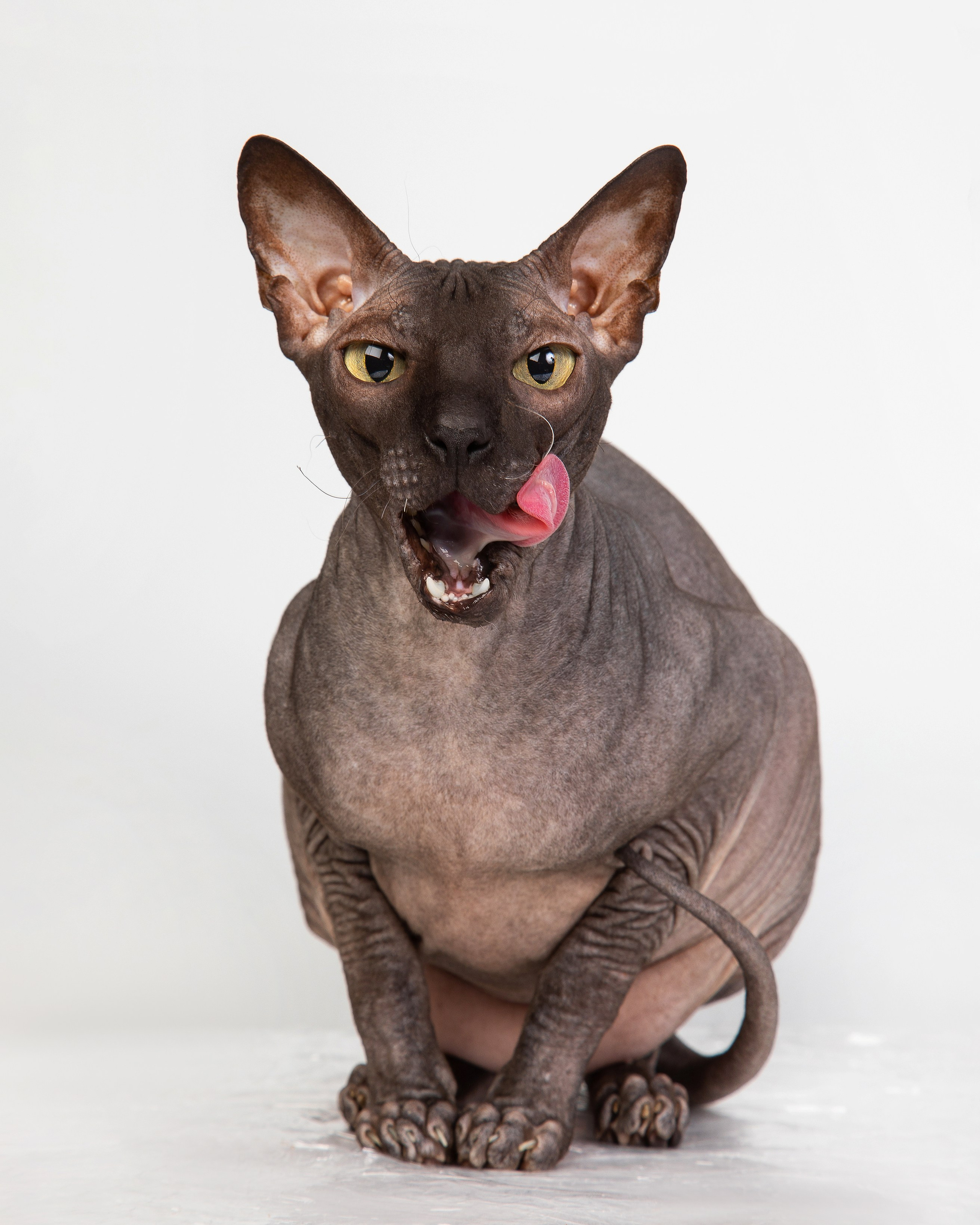 Другие животные. Pets Photography / Фотограф Собак