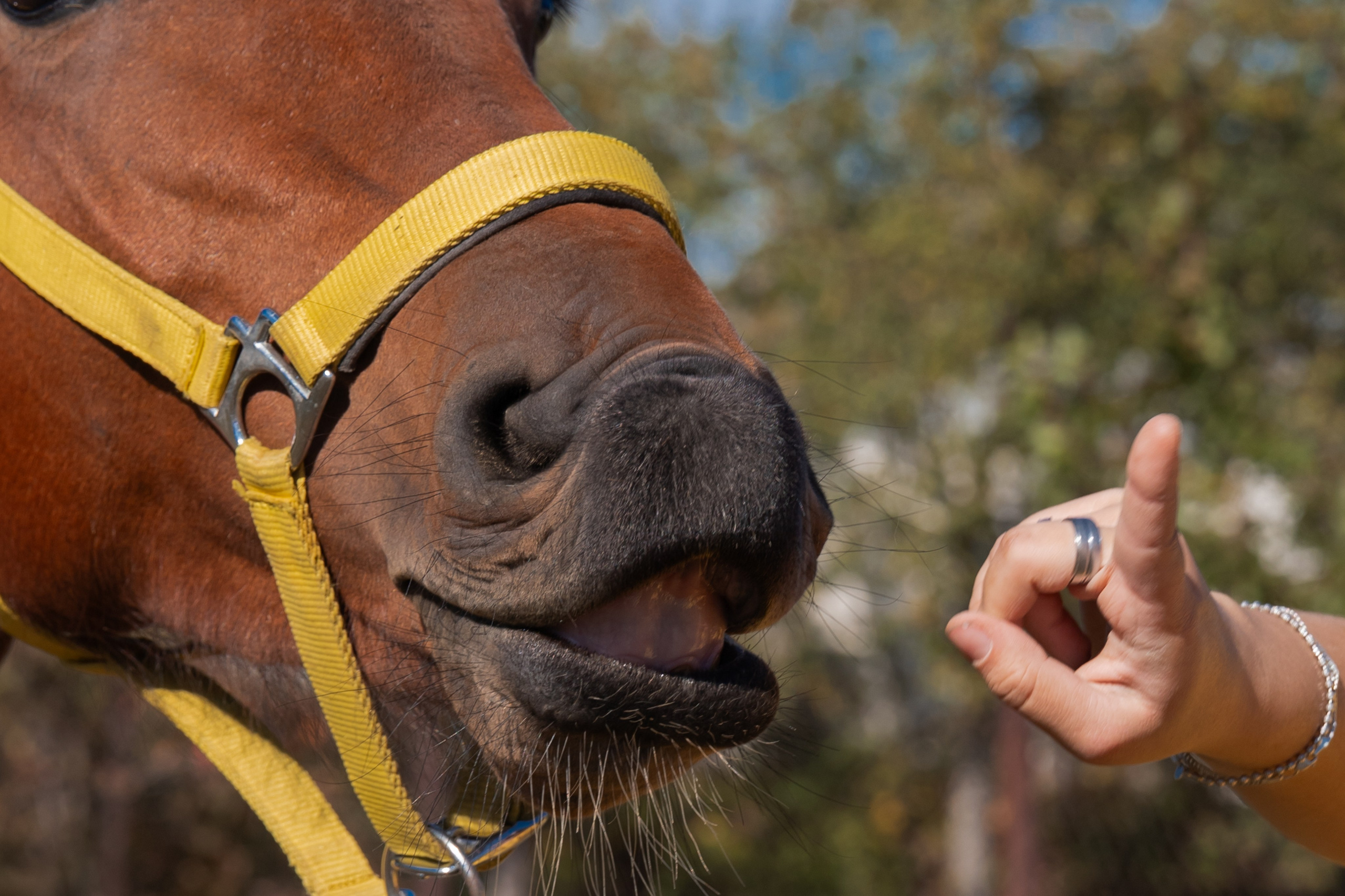 Фотосессия с лошадьми