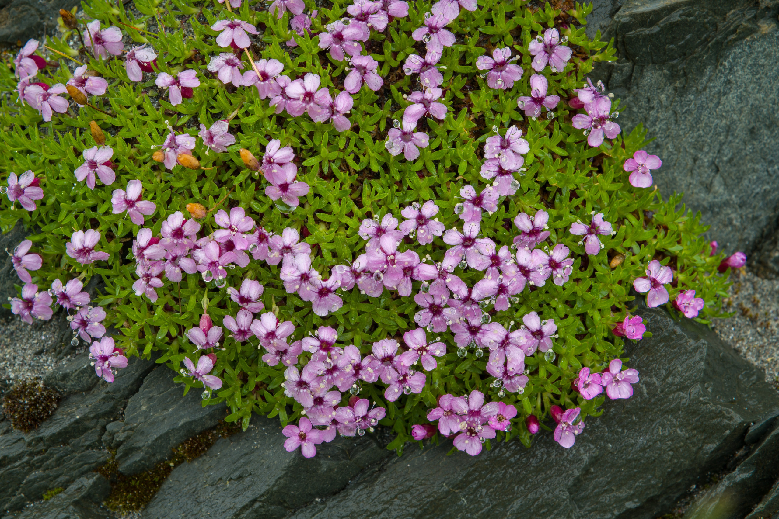 Варангер. Северные Ночи