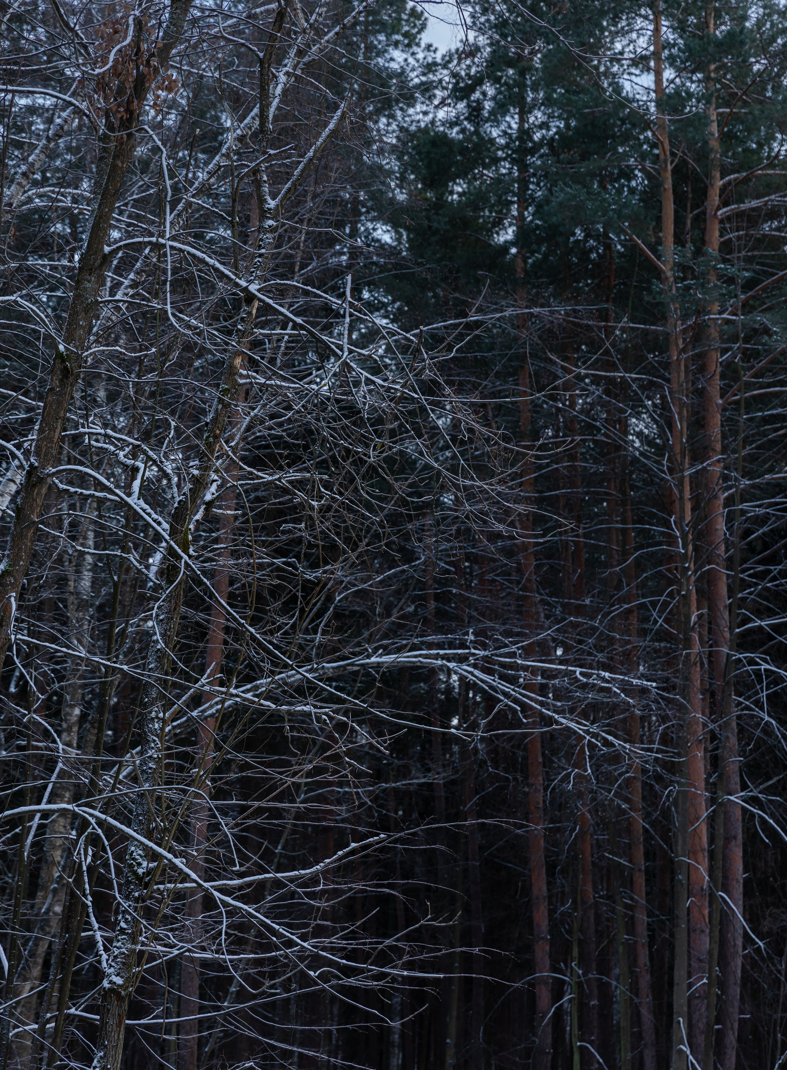 Лосиный остров. Зима. Фотографии