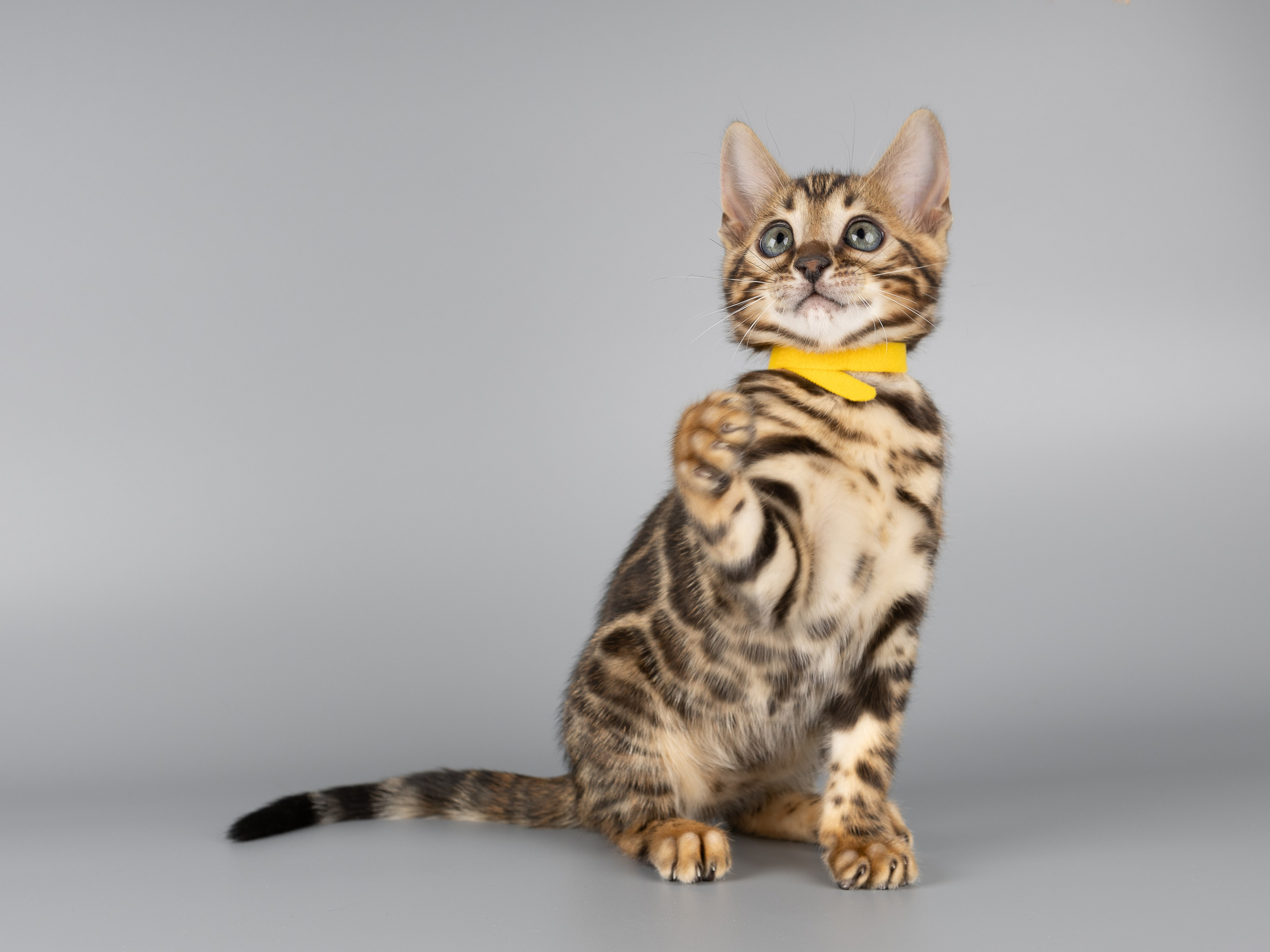 Бенгальские котята (студия). Фотограф-анималист в Москве, МО и Владимире