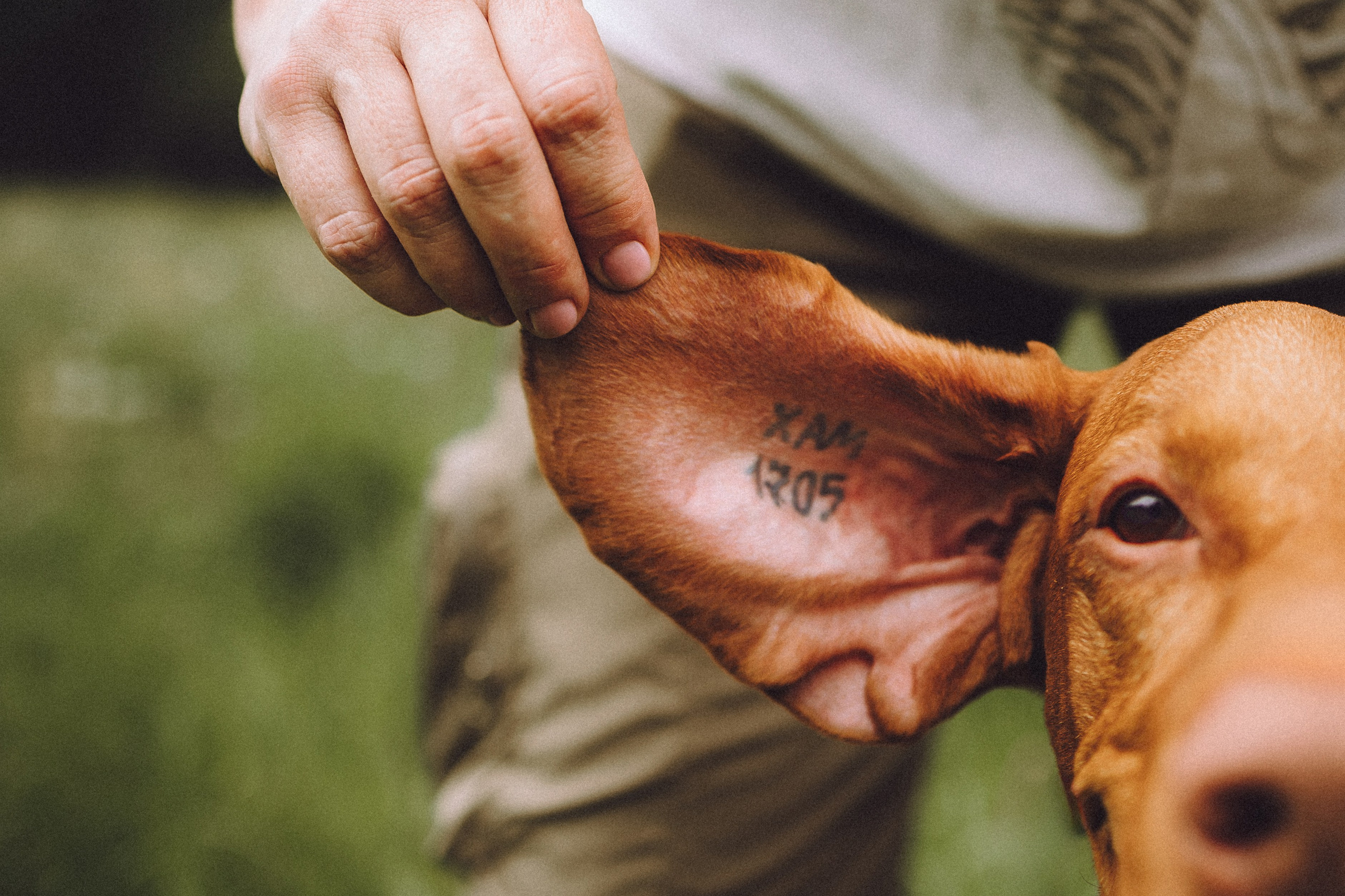 Груша, Данни, Фунтик и их семья