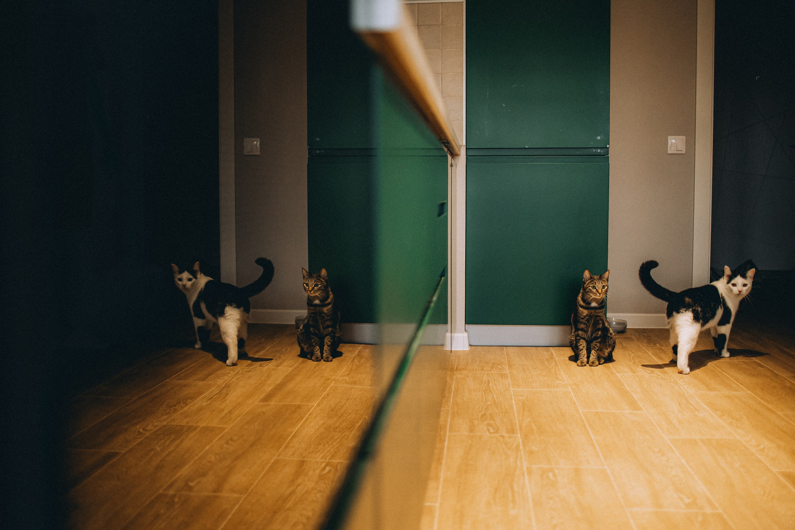 Рыся, Кепа и их семья