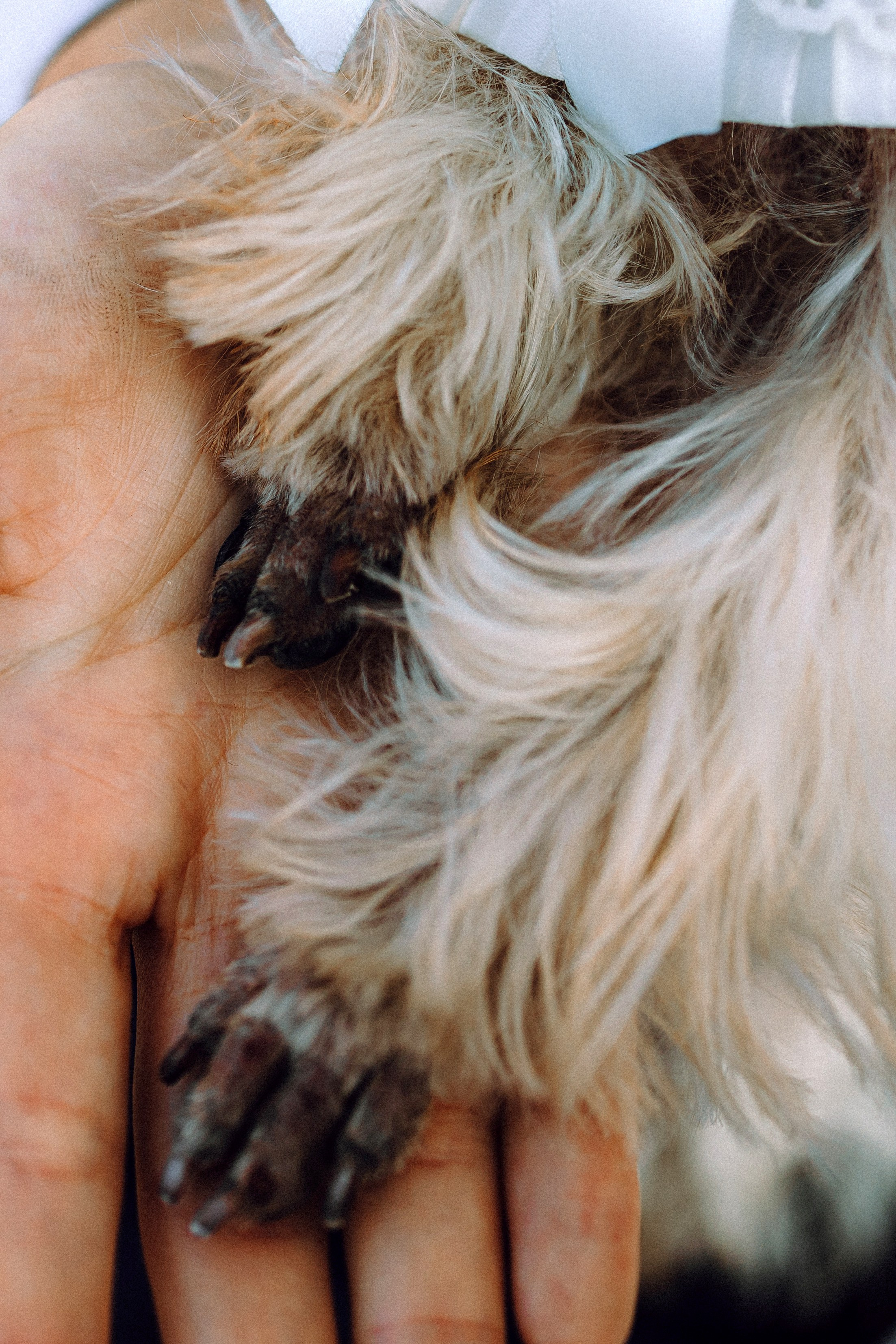 Дженни, Оливия и их семья