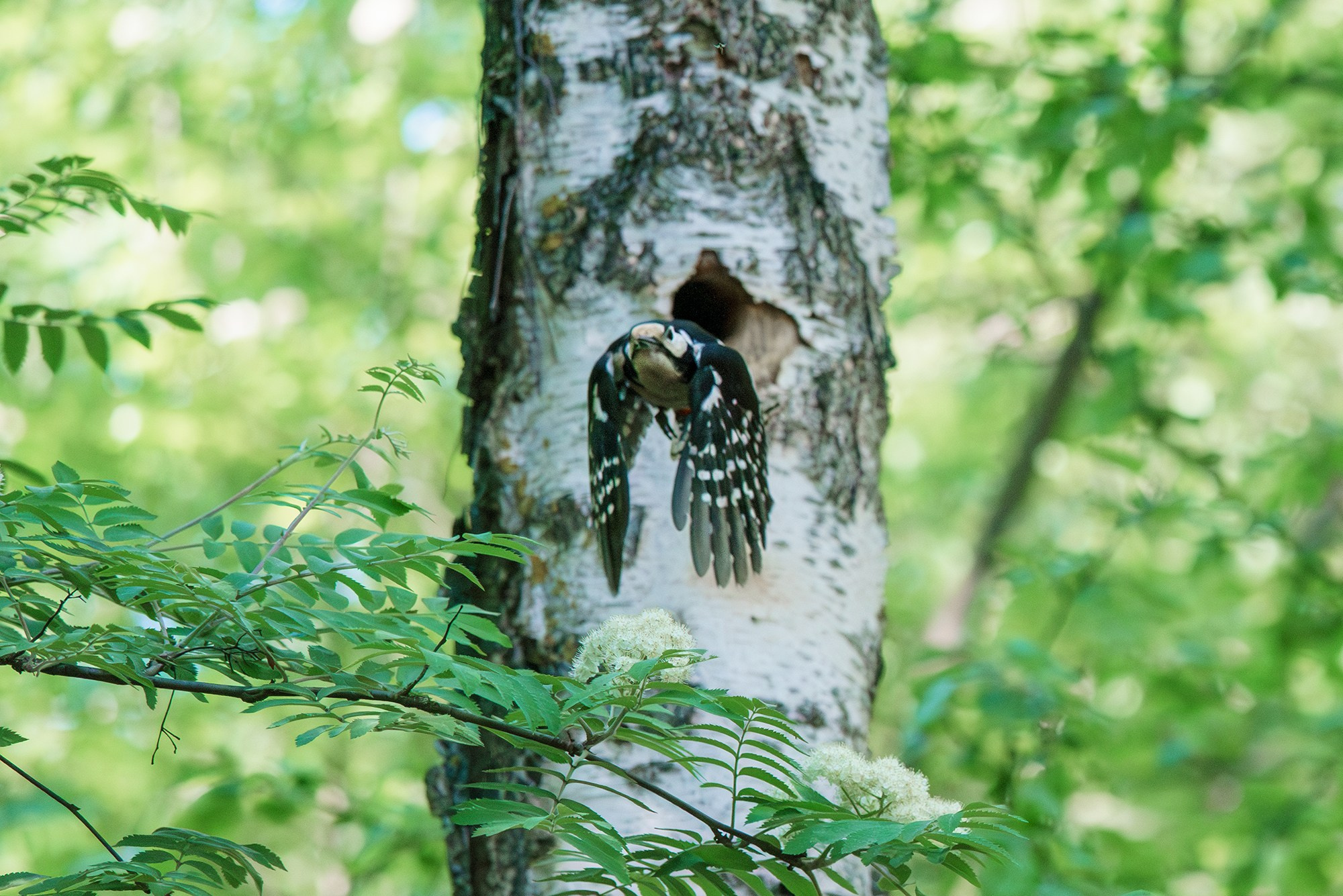Удивительные мир птиц. Вокруг нас столько прекрасного — присмотритесь!. Ваш личный фотограф Марина Волкова