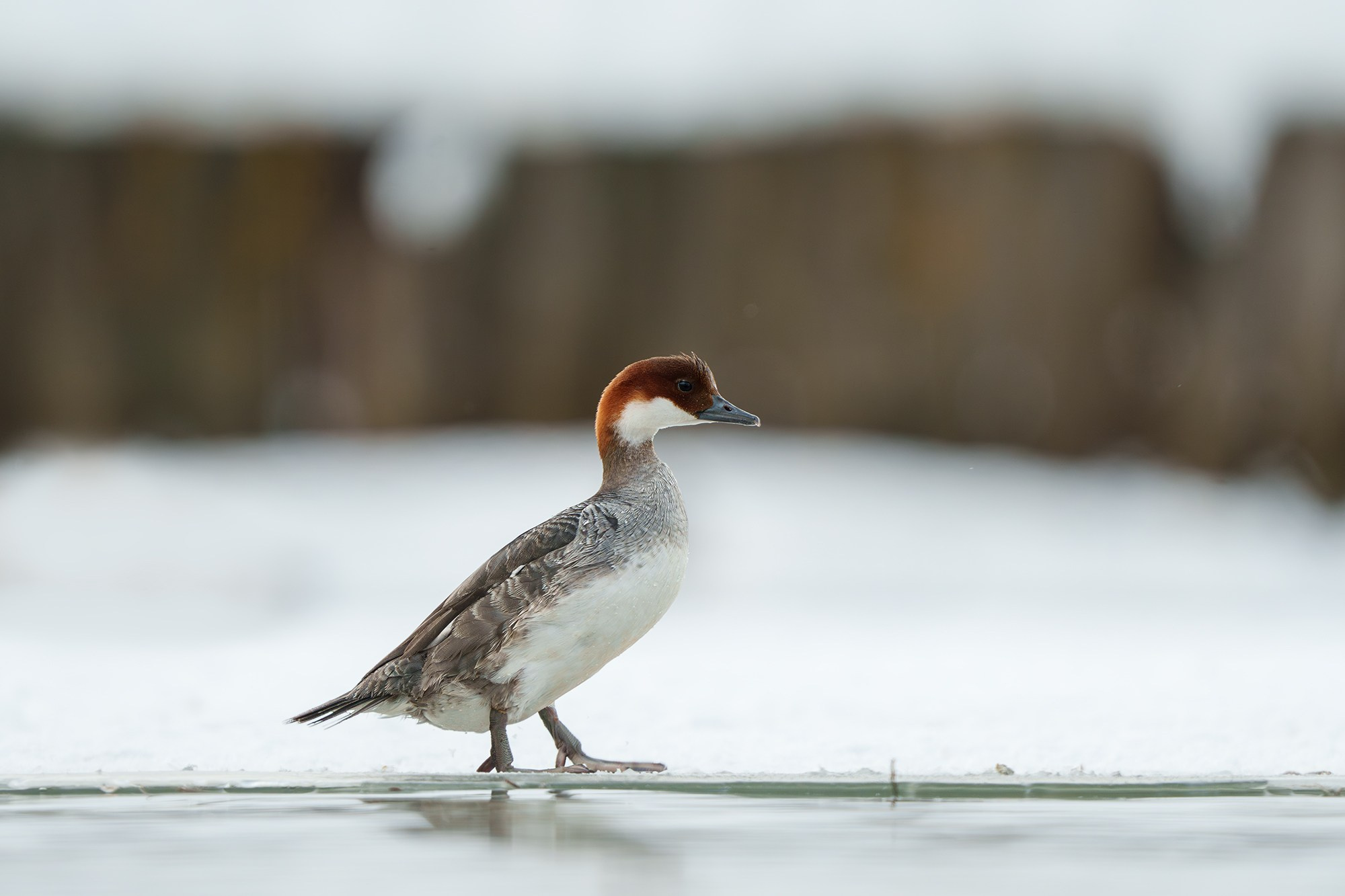 Удивительные мир птиц. Вокруг нас столько прекрасного — присмотритесь!. Ваш личный фотограф Марина Волкова
