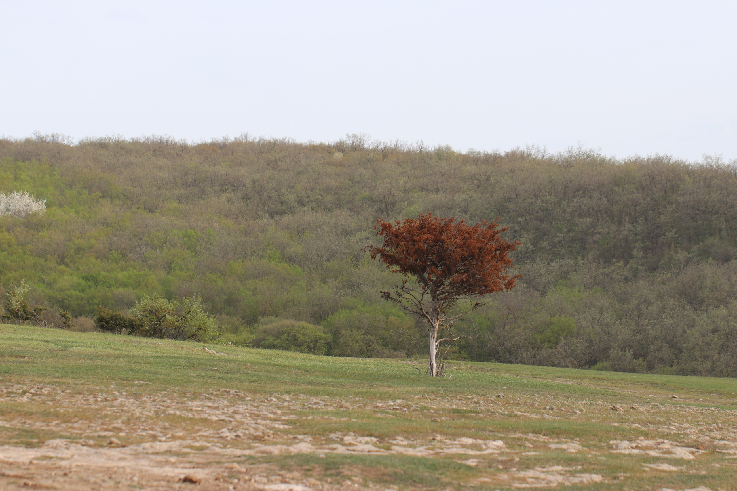 Крым. ЮБК (Бахчисарай, Кастрополь, Таракташская тропа). Май 2021. Путешественник-фотограф из Санкт-Петербурга Татьяна Свистулина