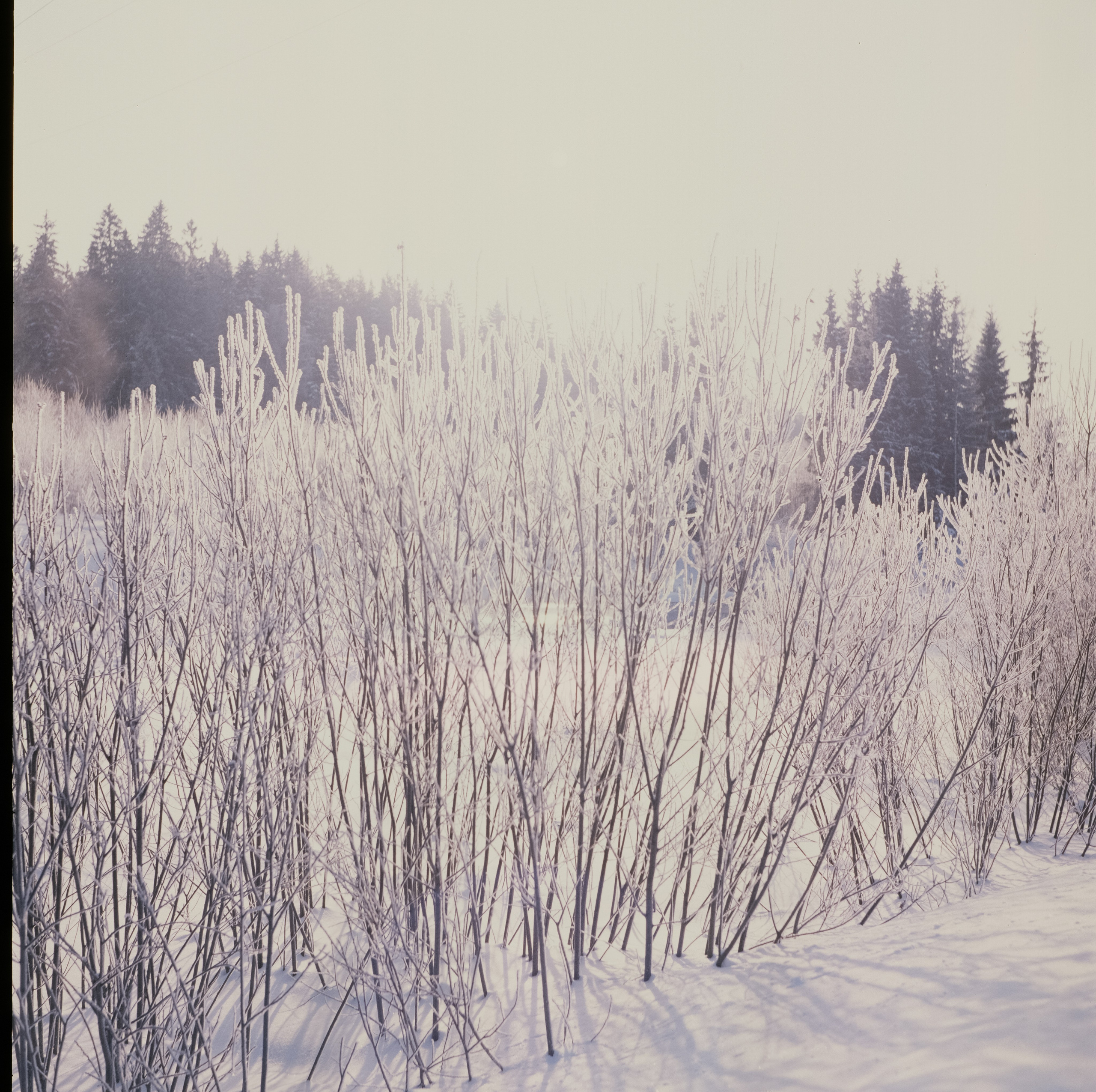 Koniflex — Fujichrome ASTIA 100 (at ISO 50) — Лукино, морозное утро