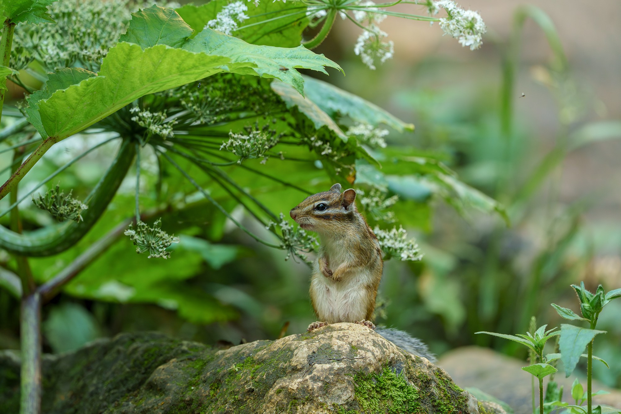 Животные. Ваш личный фотограф Марина Волкова