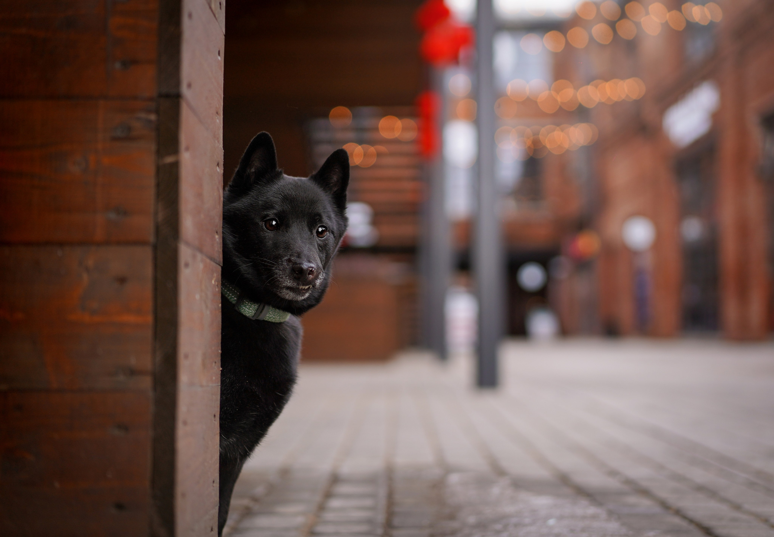 Аня Арчи и Мишель. Фотограф-анималист в Санкт-Петербурге Яна Мартынова