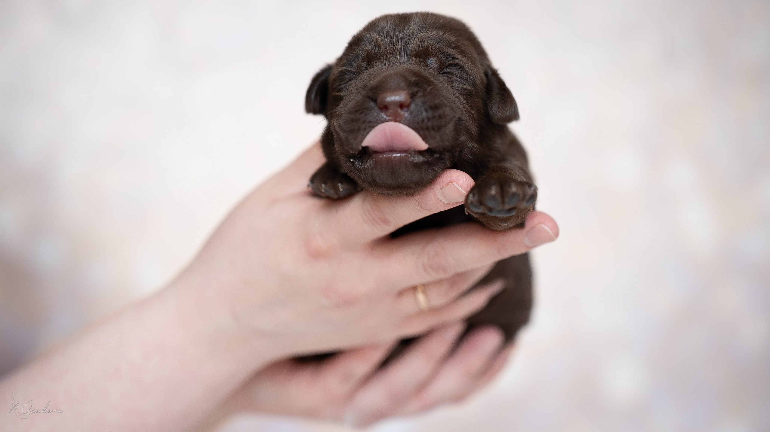 Новорожденные лабрадоры. Фотограф-анималист Асадова