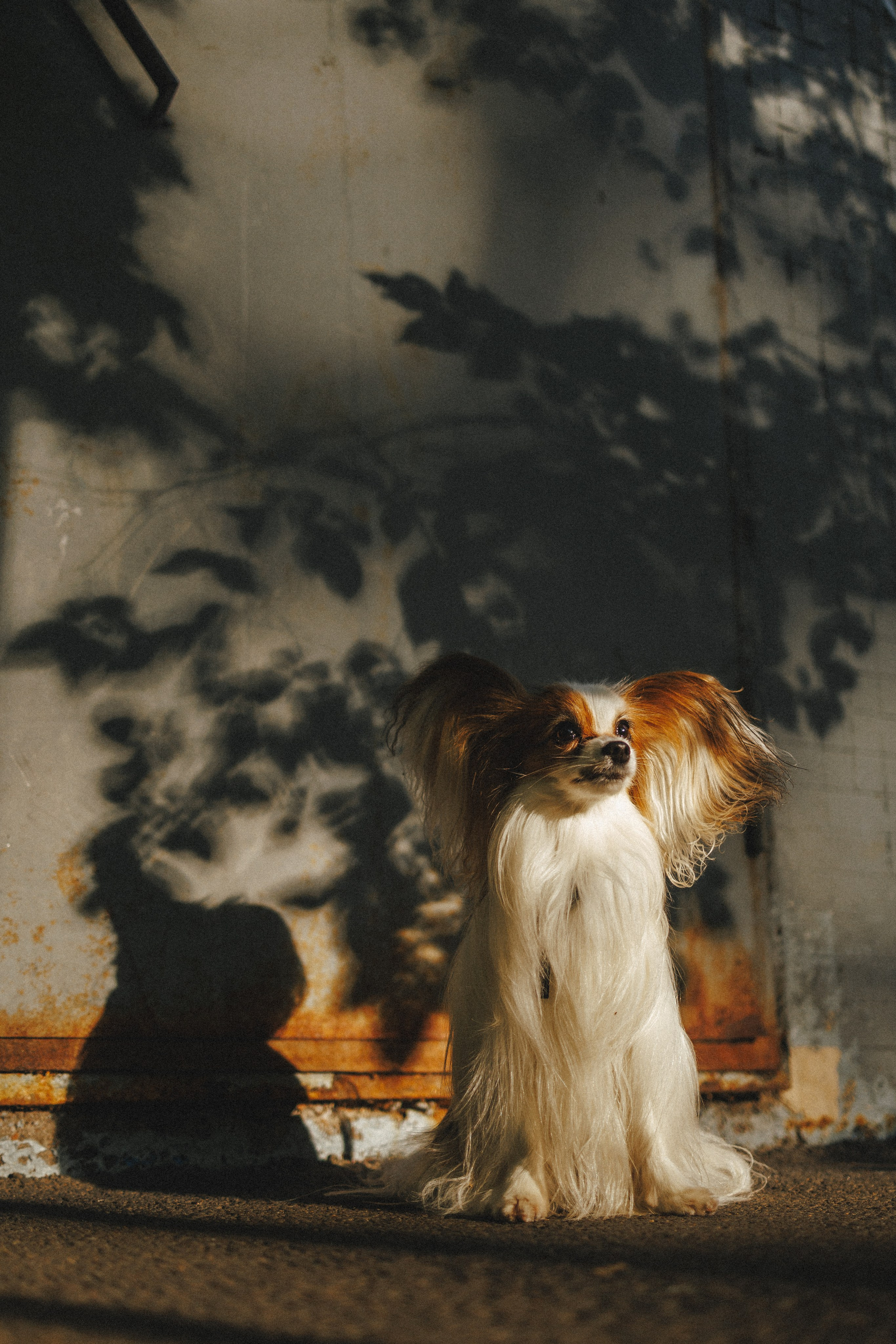 В городе. Фотограф- анималист Санкт-Петербург
