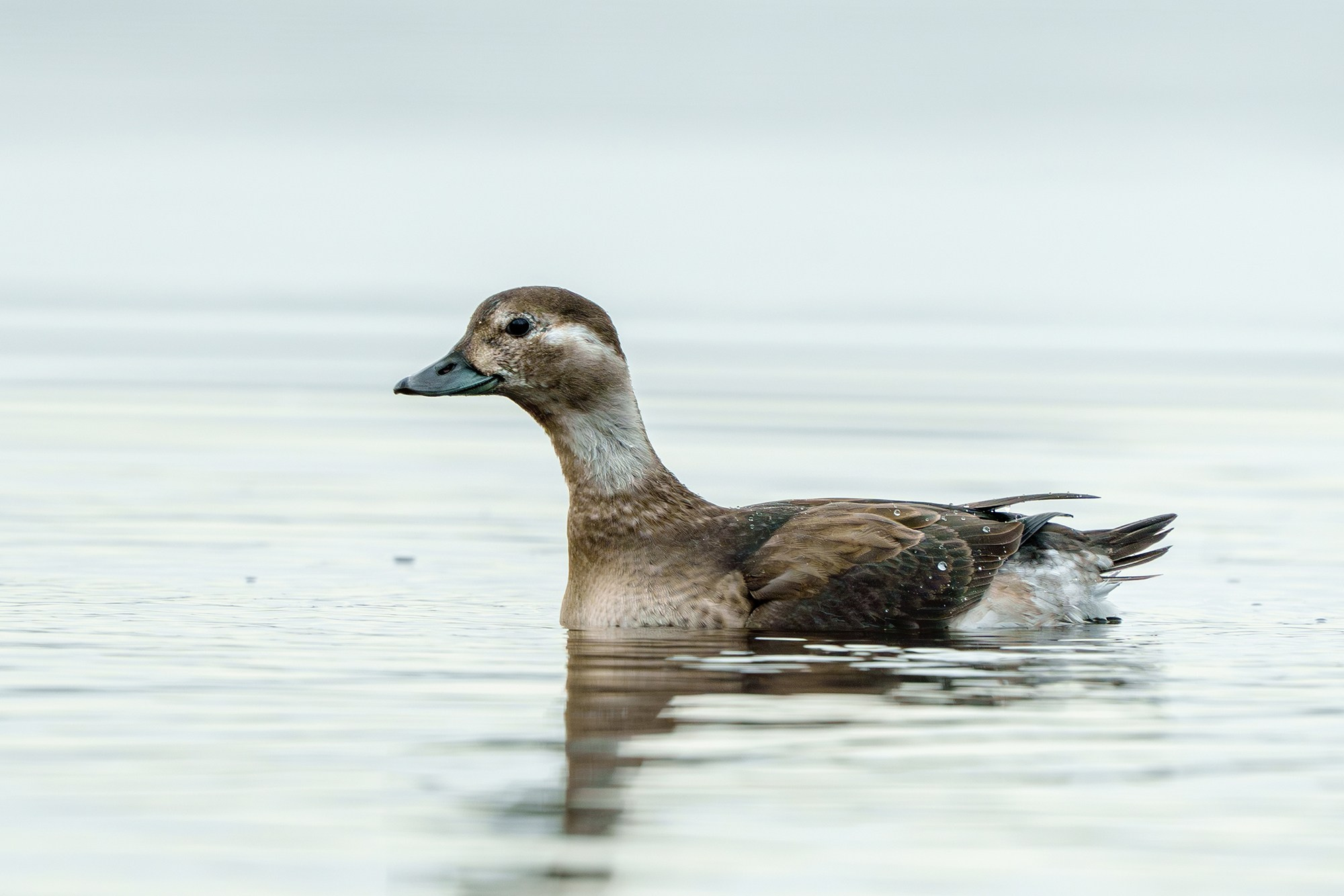 Удивительные мир птиц. Вокруг нас столько прекрасного — присмотритесь!. Ваш личный фотограф Марина Волкова