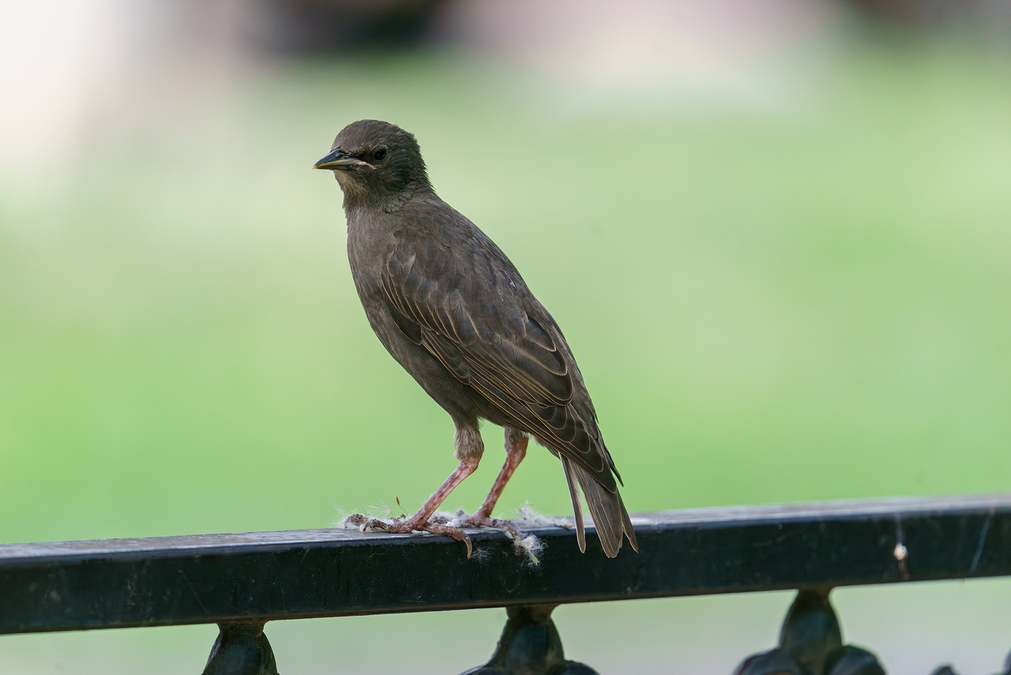 Удивительные мир птиц. Вокруг нас столько прекрасного — присмотритесь!. Ваш личный фотограф Марина Волкова
