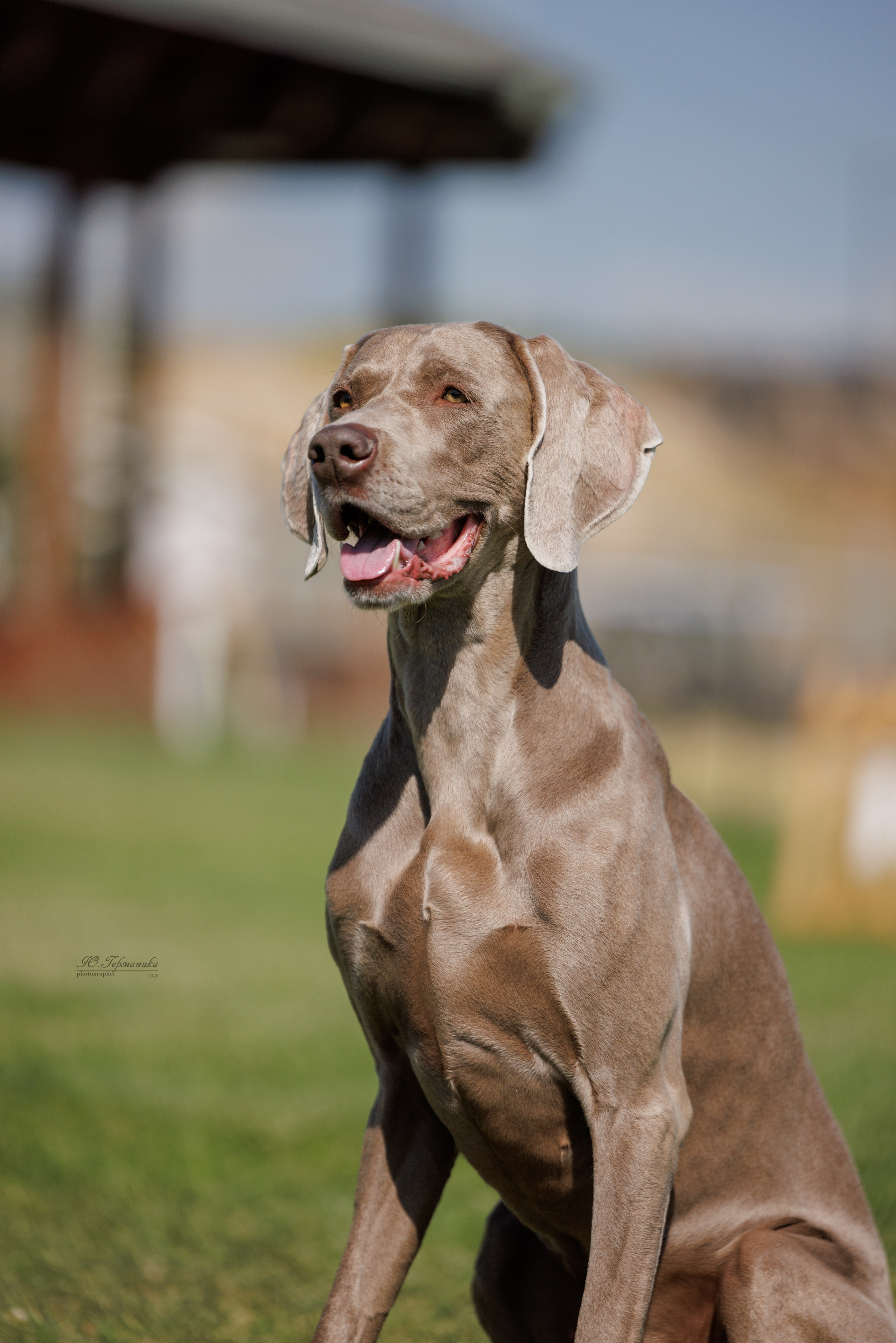 Ереван 3хCACIB 23-25.06.2025. Фотограф-анималист Юлия Германика