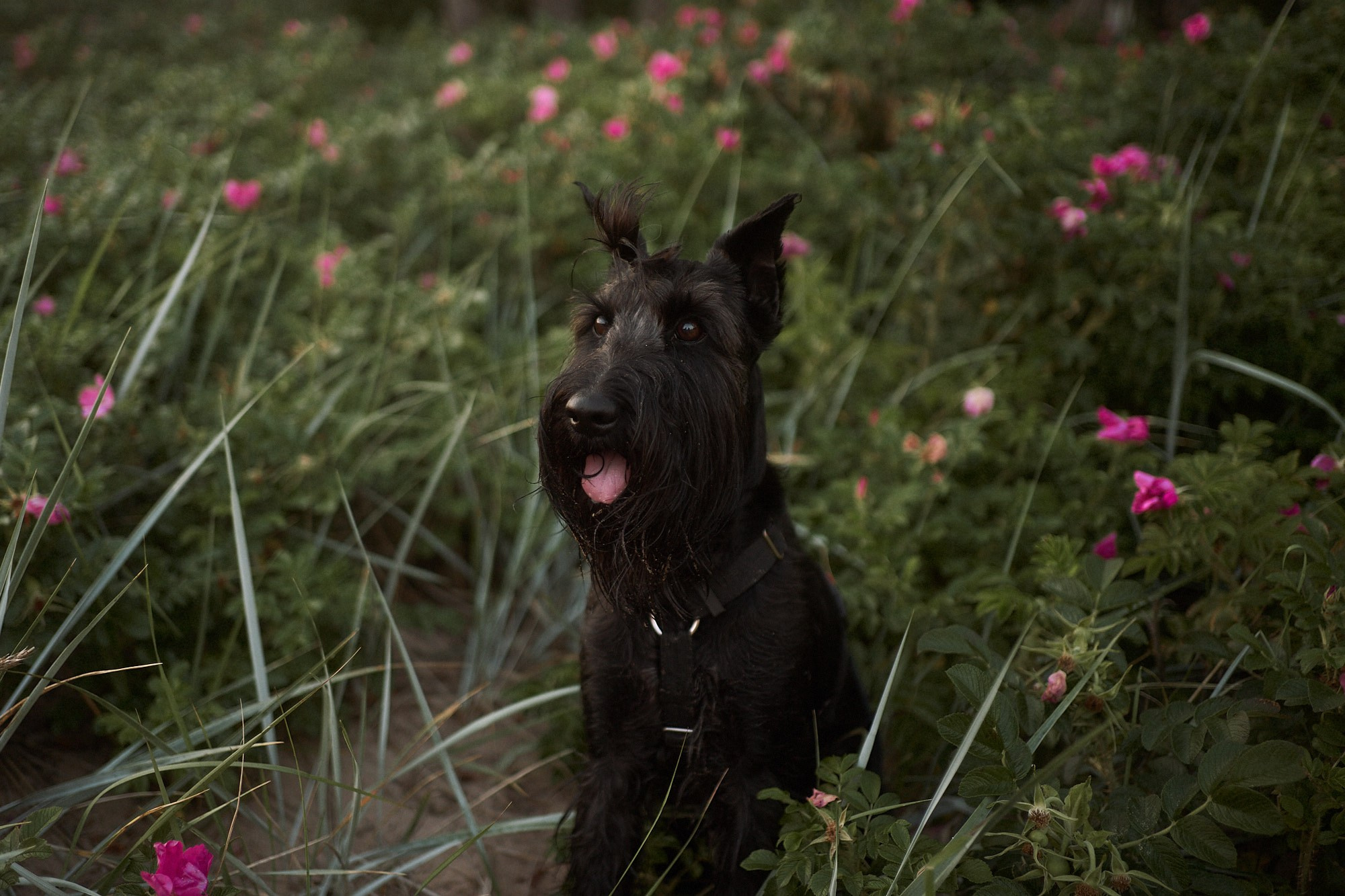 Закат на заливе. Фотограф анималист Москва Дарья