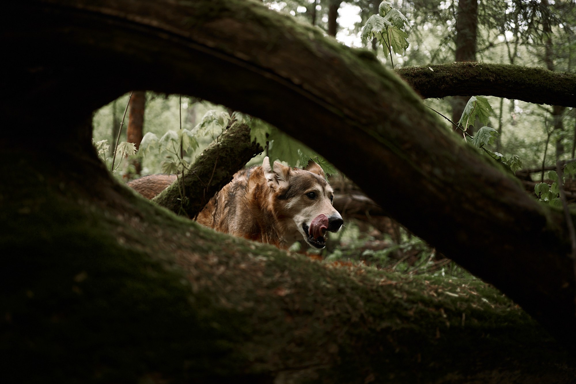 Дима, Рыжий и Воля. Фотограф анималист Москва Дарья