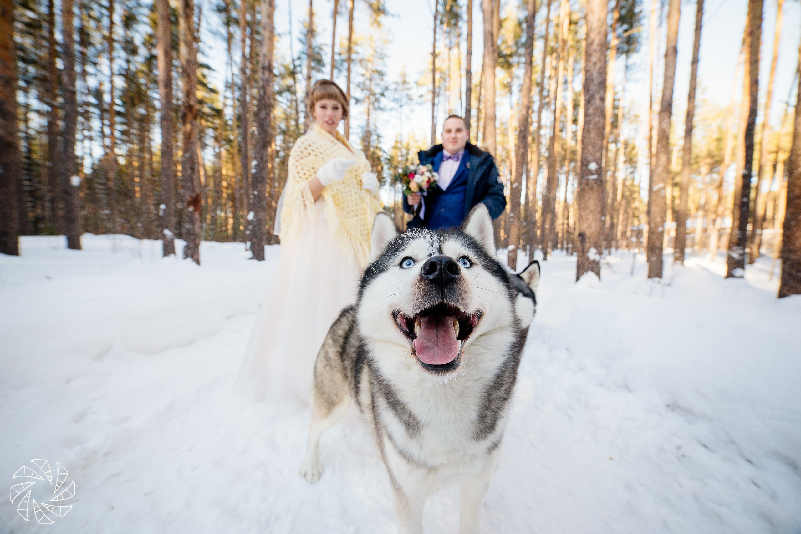 свадьба, свадебный фотограф, свадьба Москва, свадьба Рязань, свадьба зима, Хаски