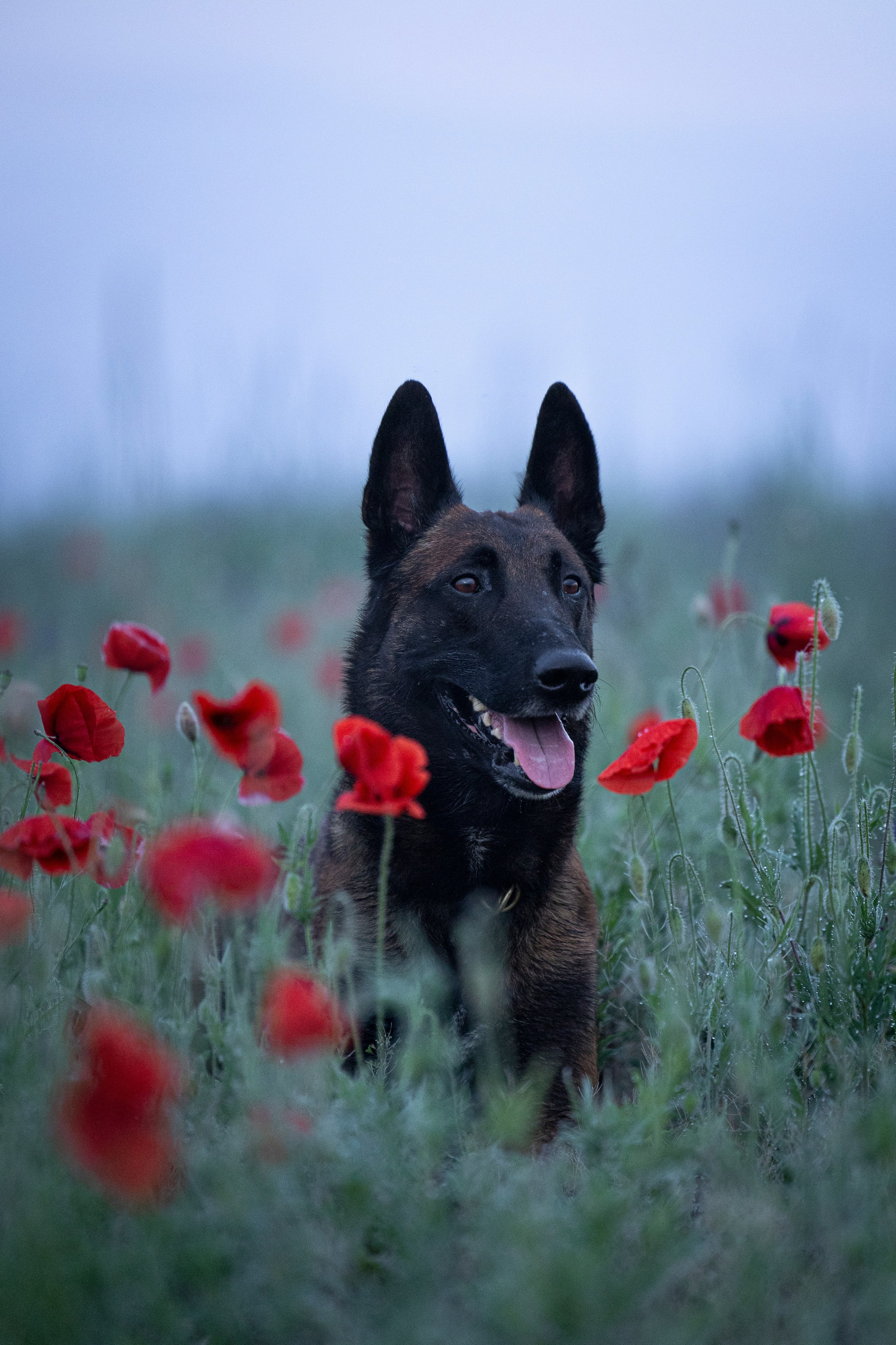 Маковое поле. Фотограф-анималист Анна Маринич