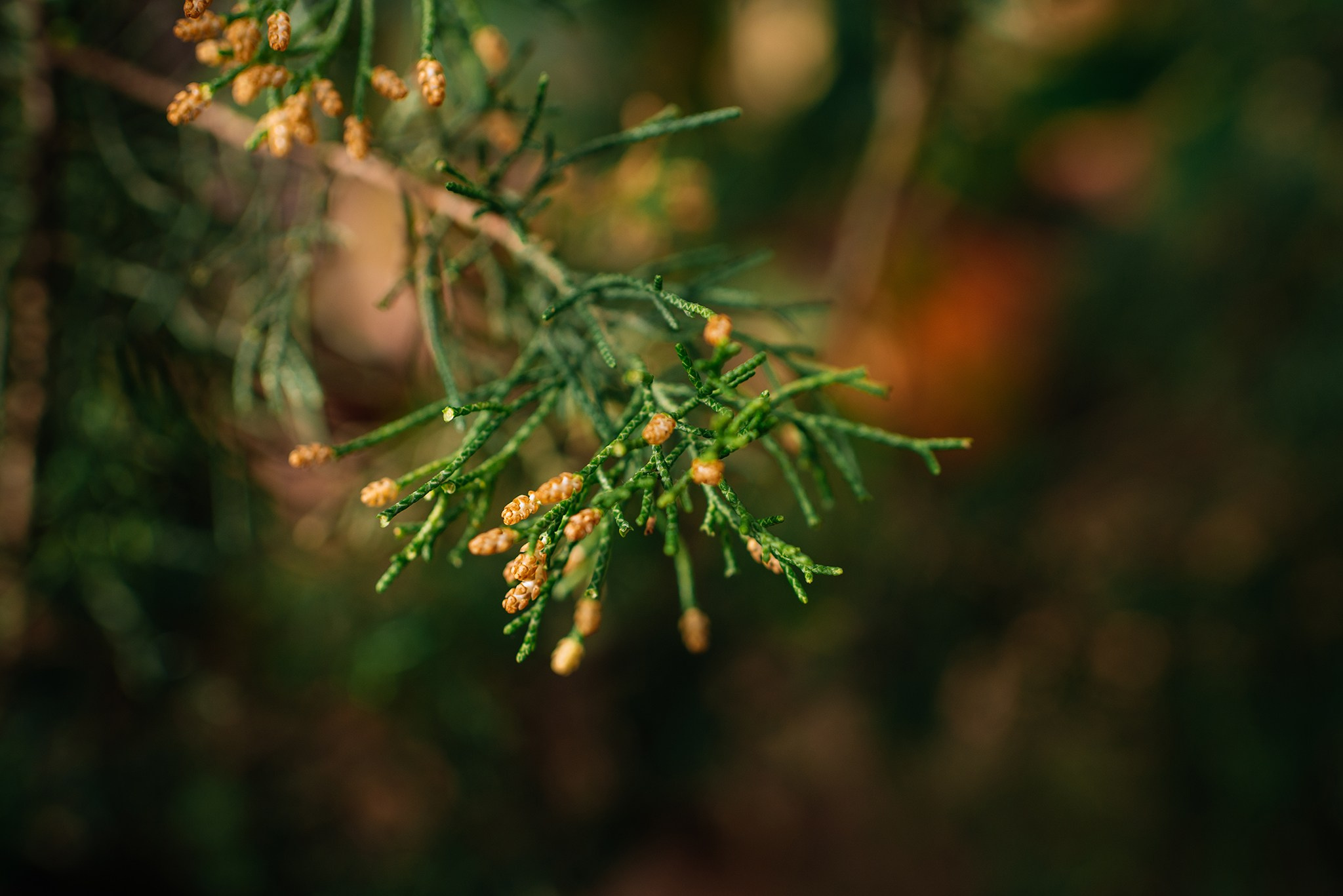 Ботанический сад. Субтропический маршрут. Март 26. Репортажный фотограф в Санкт-Петербурге Анастасия Клёпова