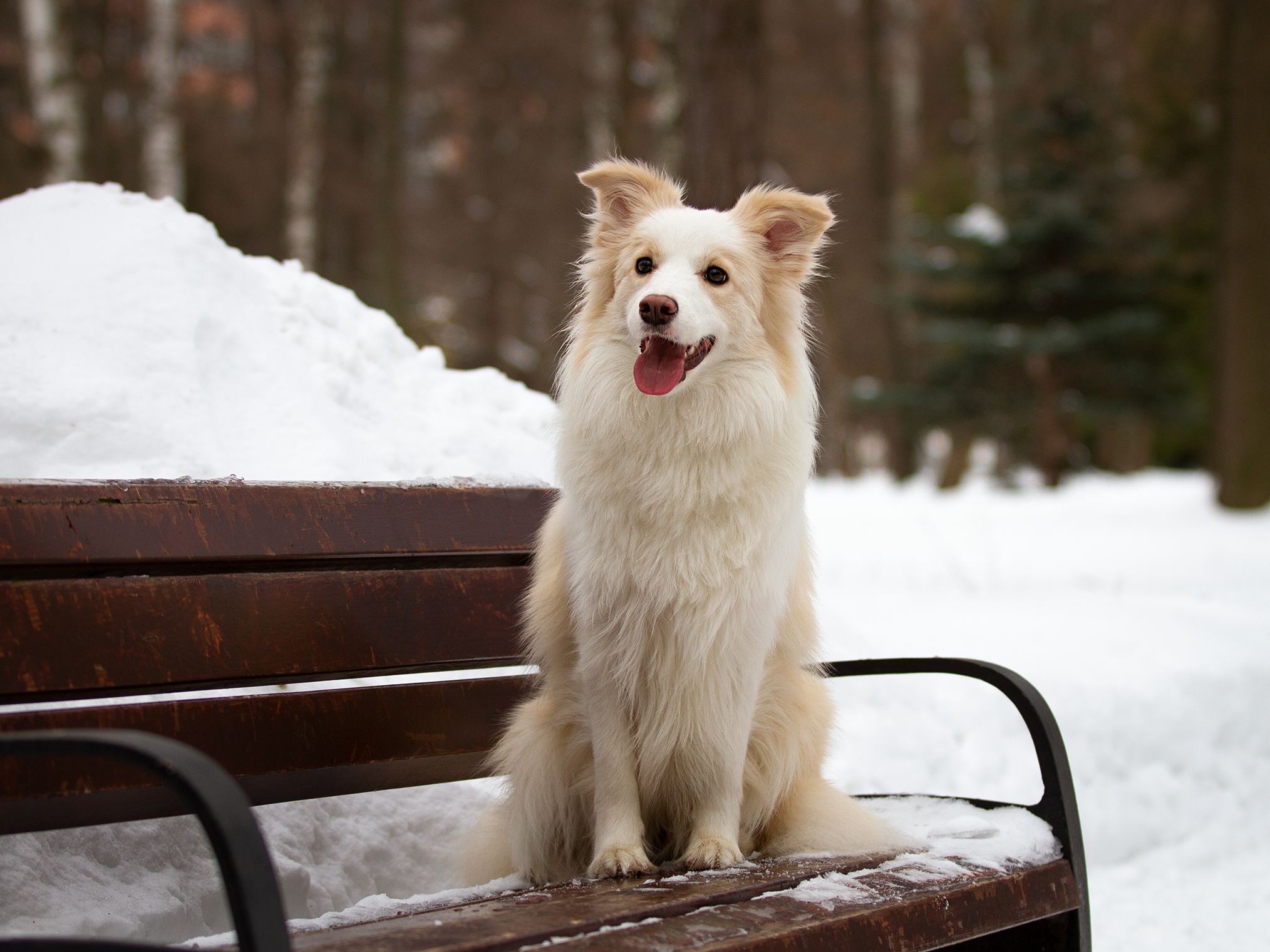 Собаки. Фотограф-анималист в Москве и МО Самойлова Марина