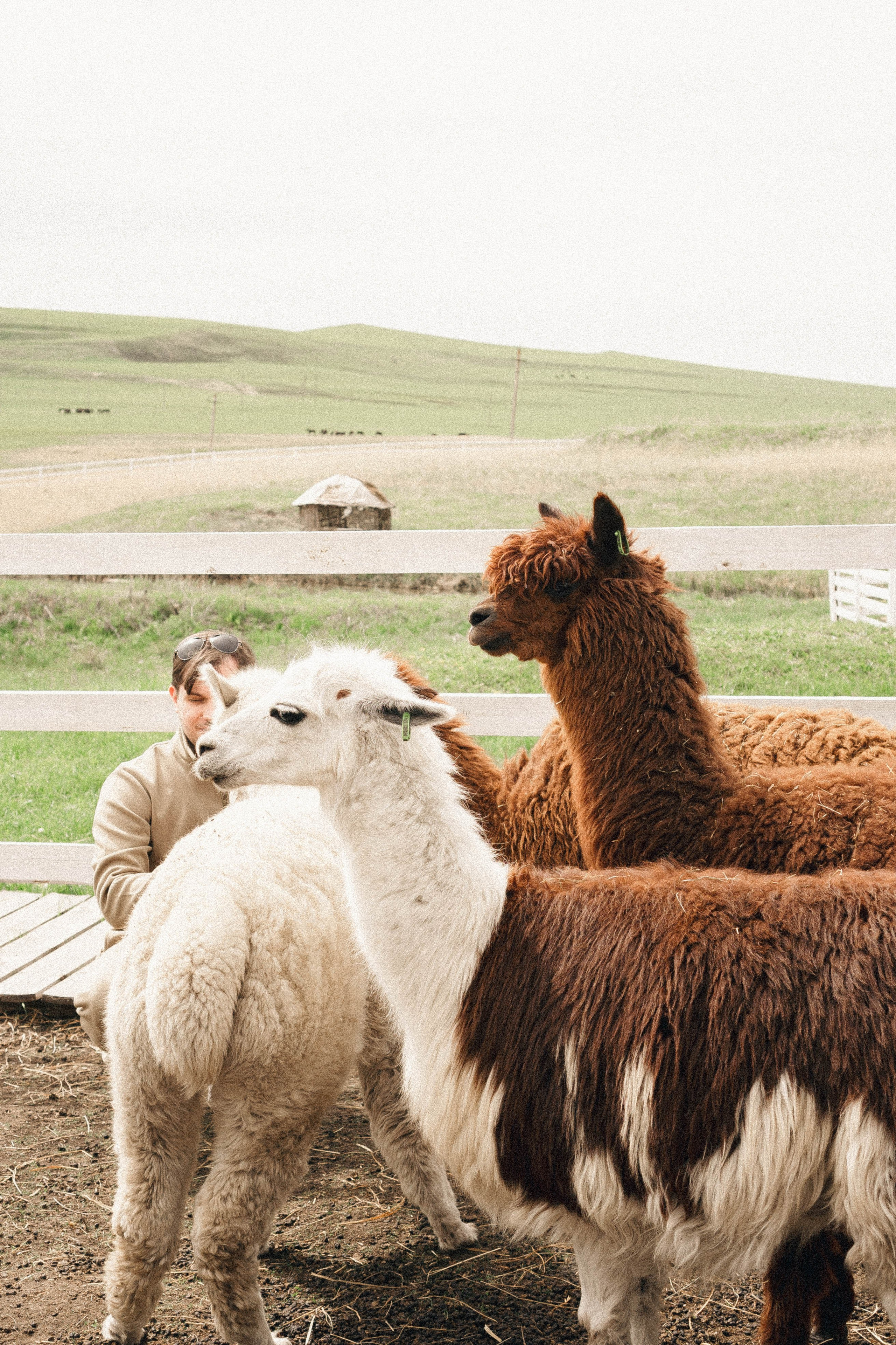 Ферма Альпак. Профессиональный фотограф, Санкт-Петербург — Виктория Богомолова
