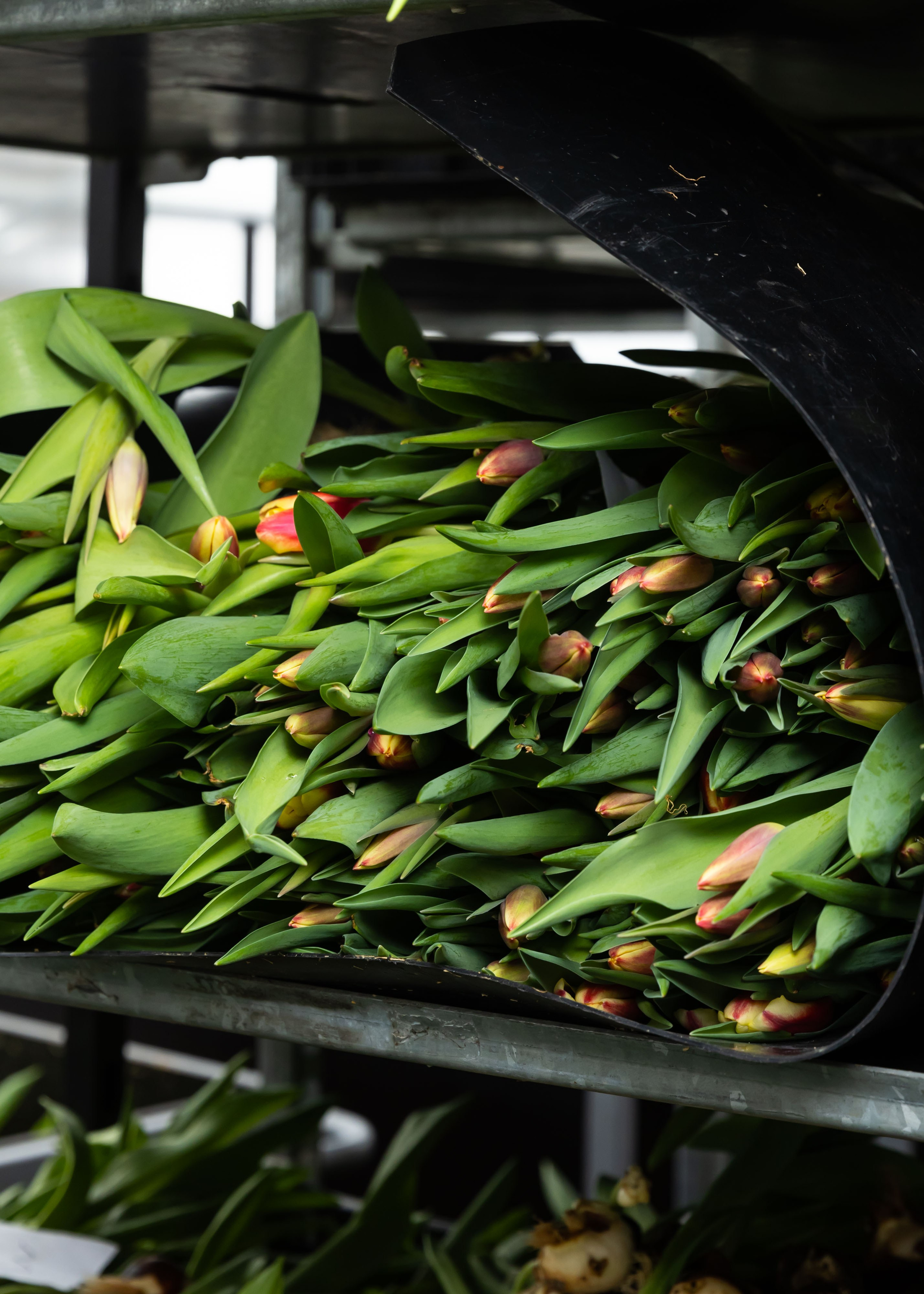 ЦВЕТЫ. ФОТОГРАФ ВИНОГРАДОВА ДАРЬЯ