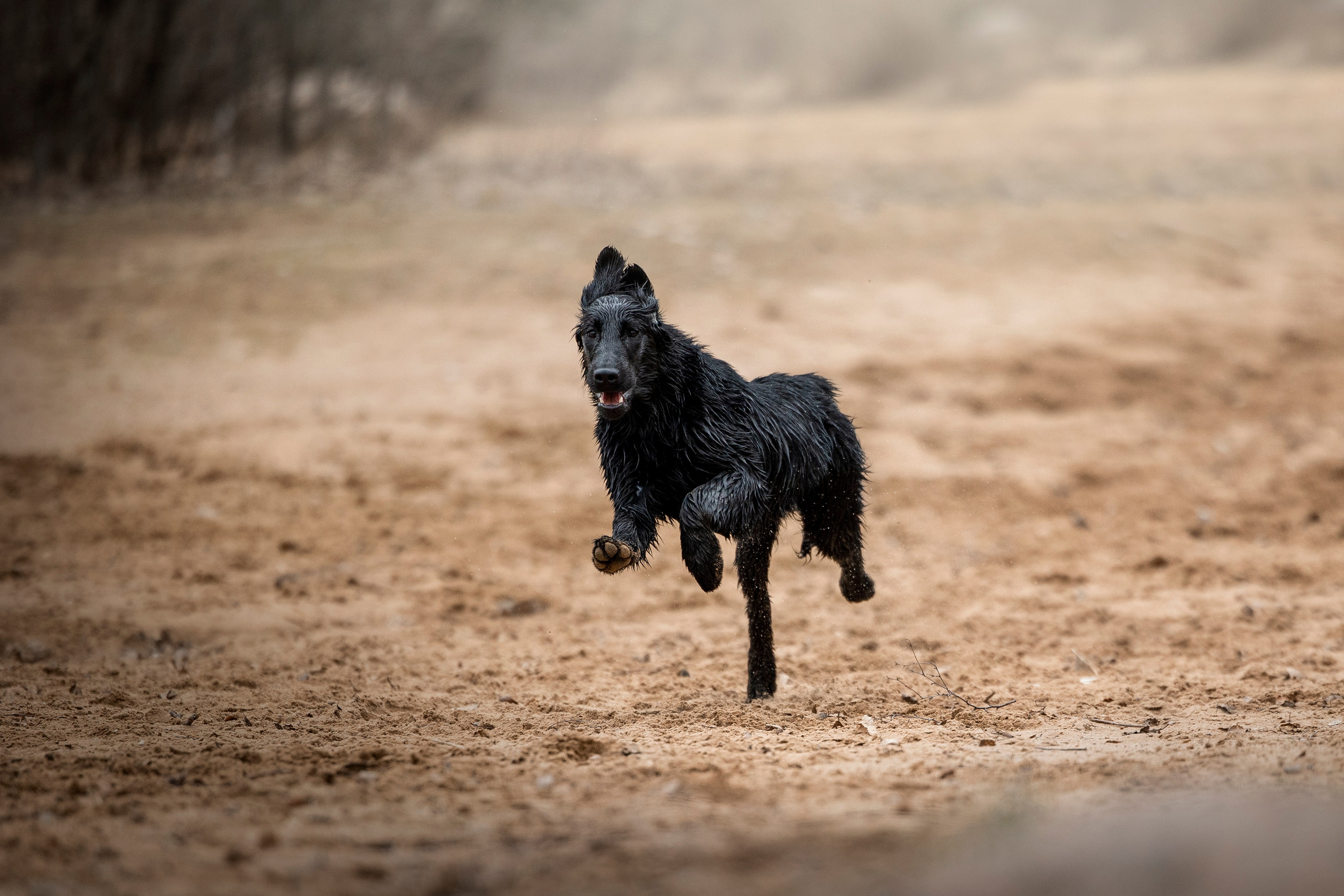 Ора, Ева, Рози и их семья. Фотограф — Анималист | Санкт-Петербург