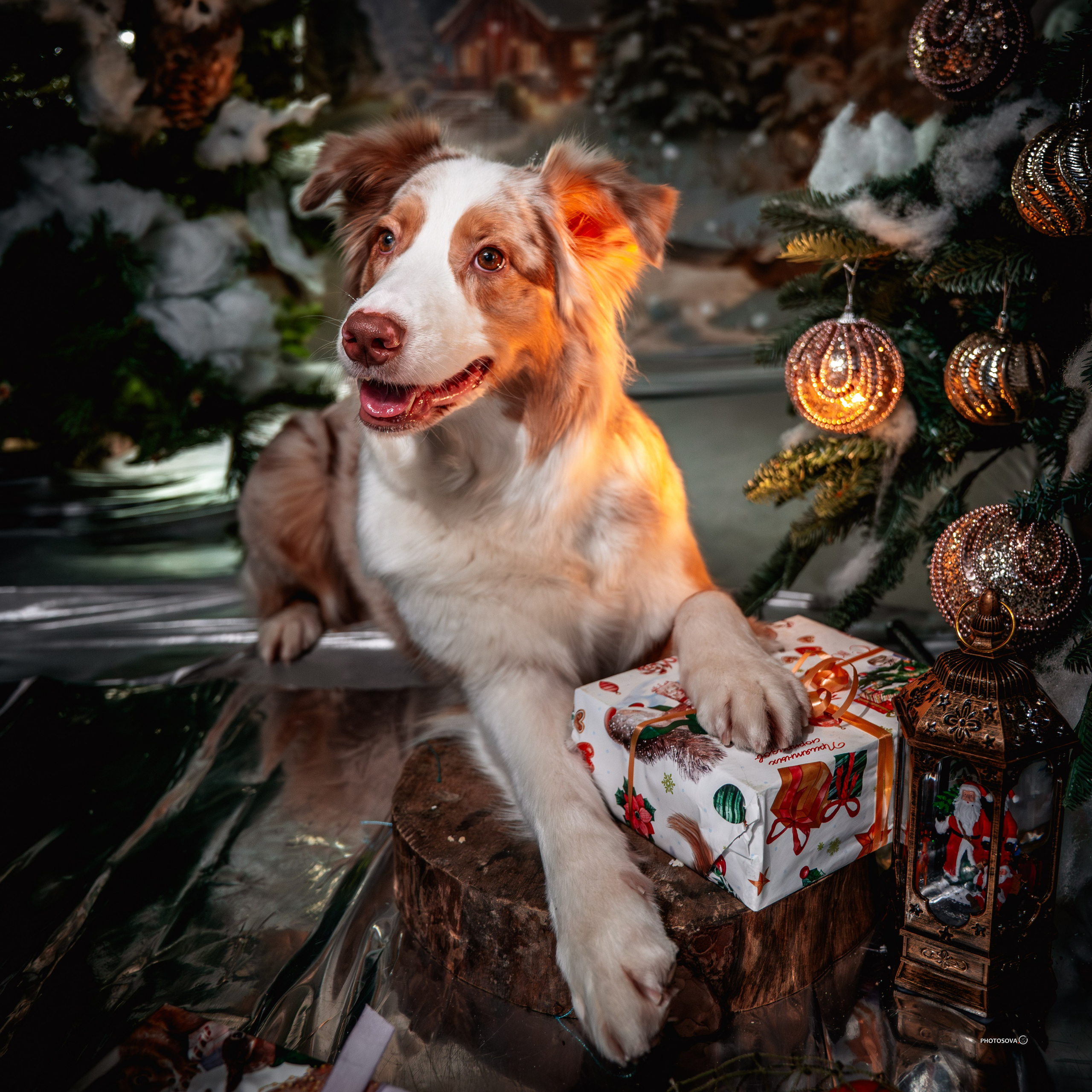 ФОТОПАМЯТЬ ВАШИХ ЭМОЦИЙ. Фотограф-анималист, семейный фотограф в Москве и Подмосковье. Фотосъёмка кинологических дисциплин