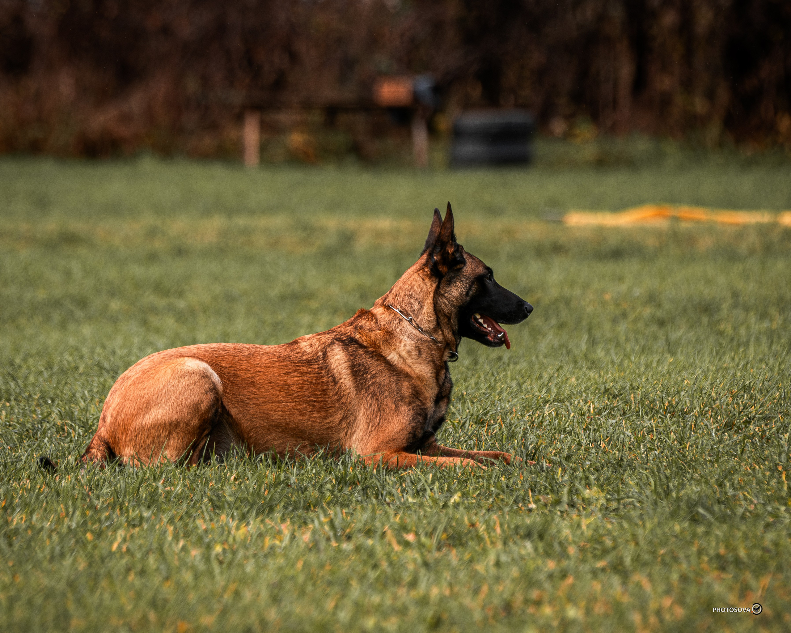 МЫ — КОМАНДА (соревнования) OKD, BH, IBGH, IGP. Фотограф-анималист, семейный фотограф в Москве и Подмосковье. Фотосъёмка кинологических дисциплин