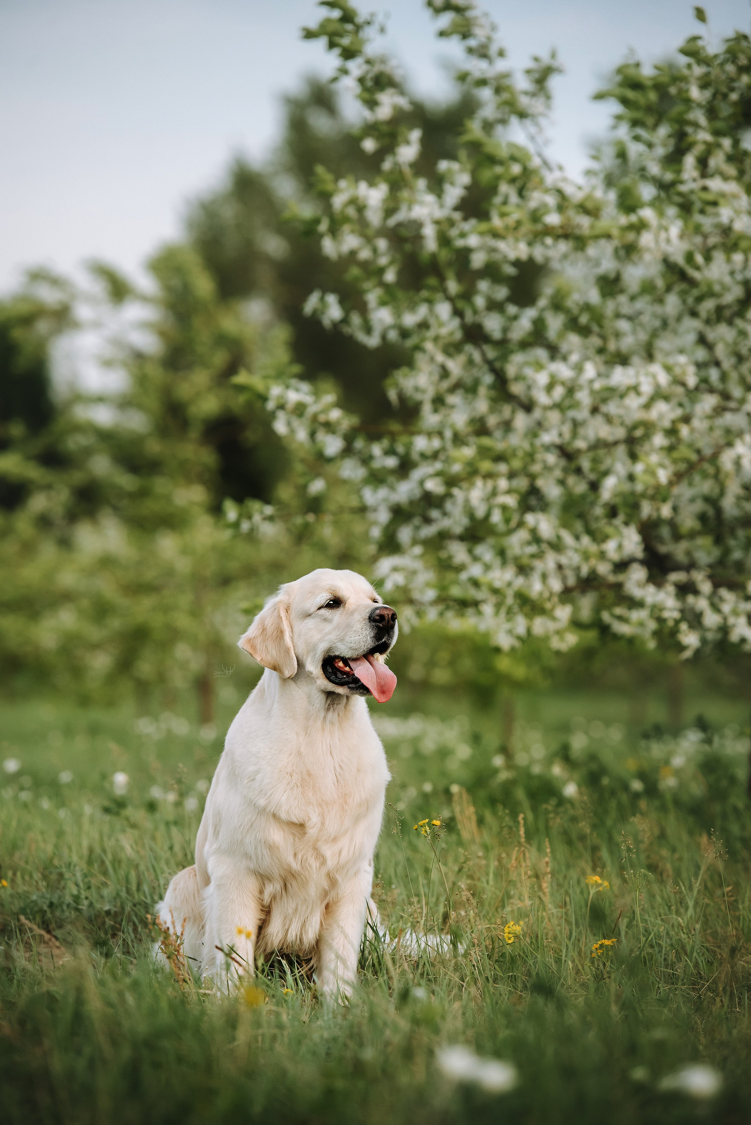 Собаки уличные. Фотограф Диана Оленина Красноярск / Братск