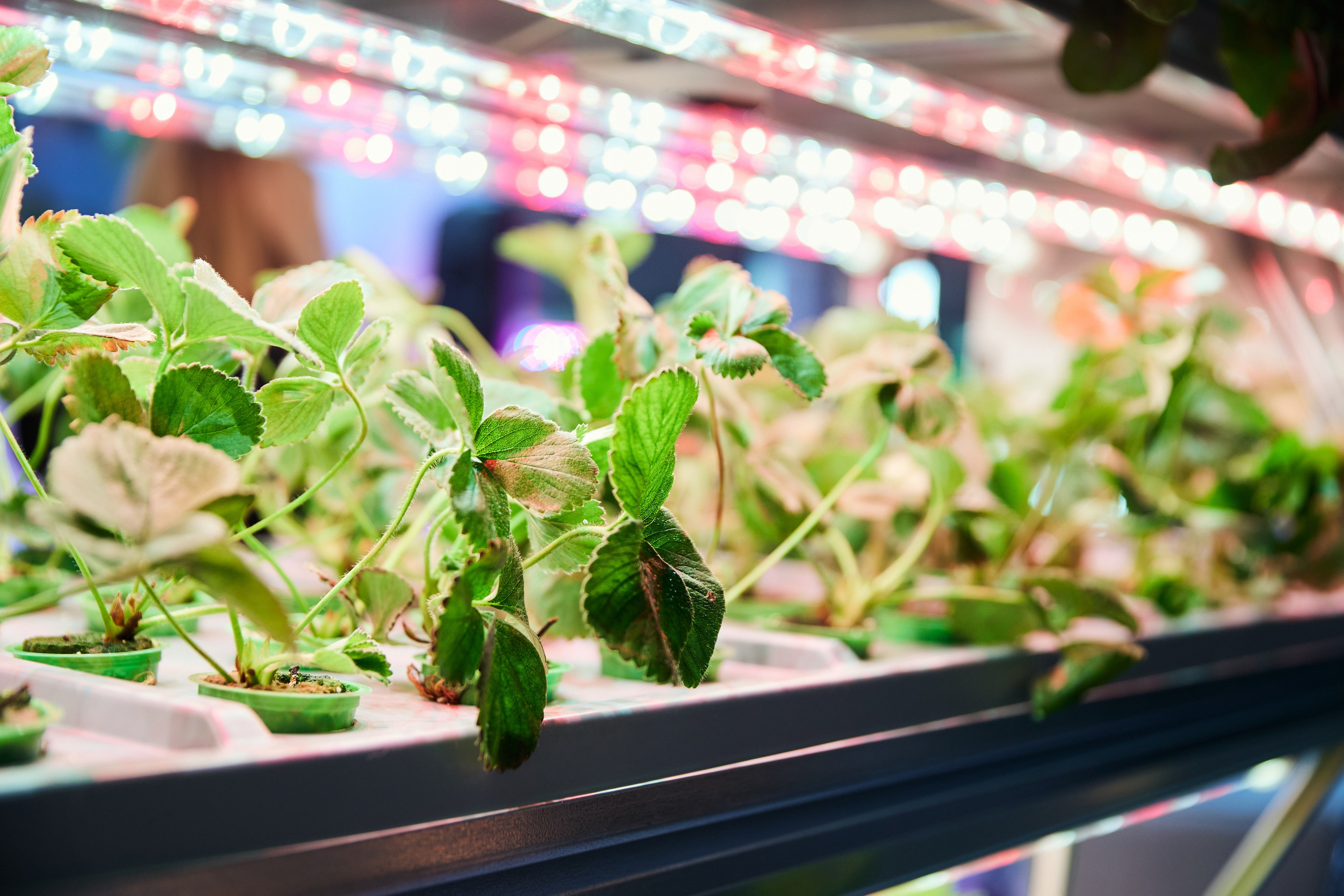 35. Фотограф Недорез Александр в Москве. Репортаж на ваших мероприятиях