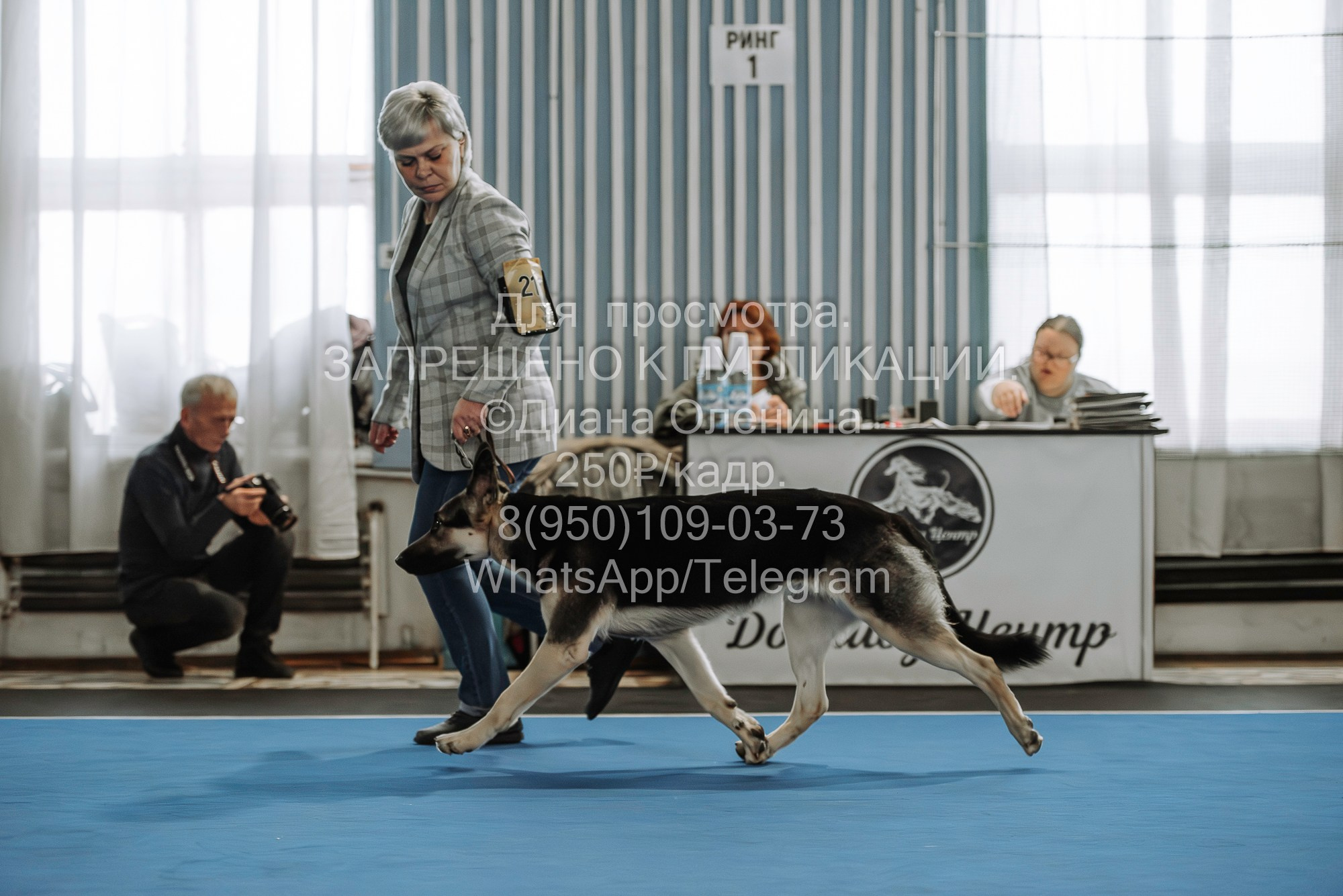 Выставка собак Красноярск 29.10.2023. Фотограф Диана Оленина Красноярск / Братск